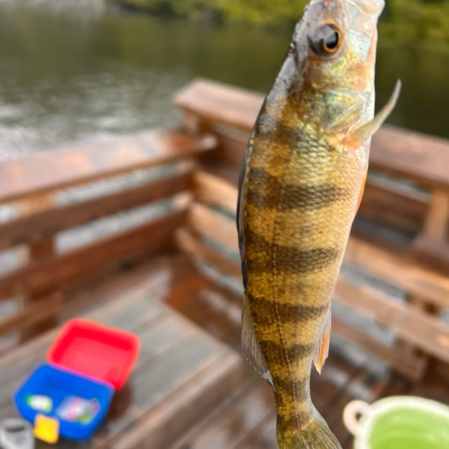 Yellow perch caught on Fishbrain