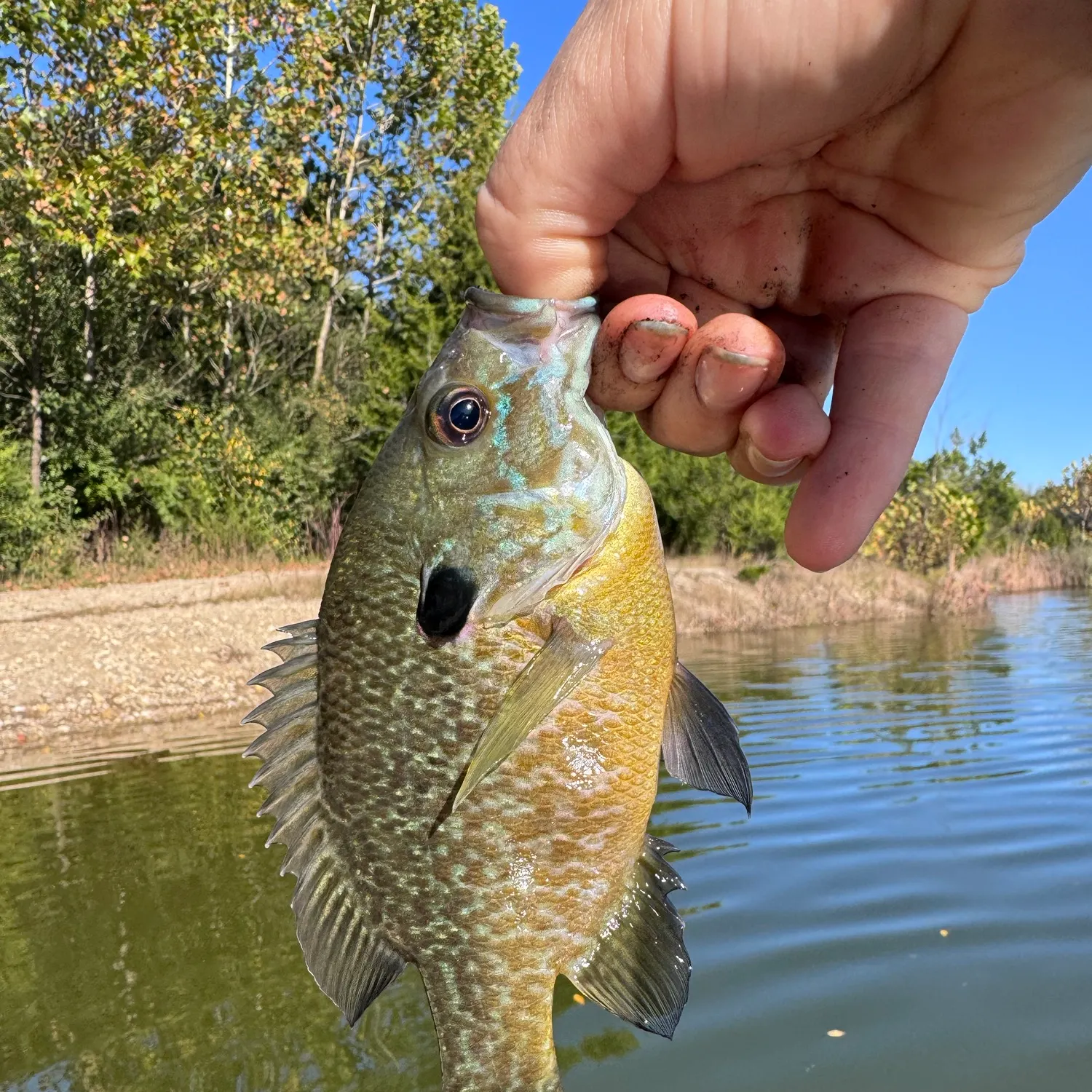 Greengill hybrid caught on Fishbrain