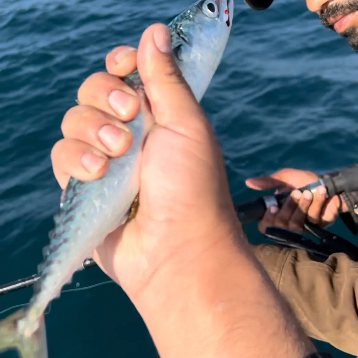 The most recent Pacific chub mackerel catches on Fishbrain