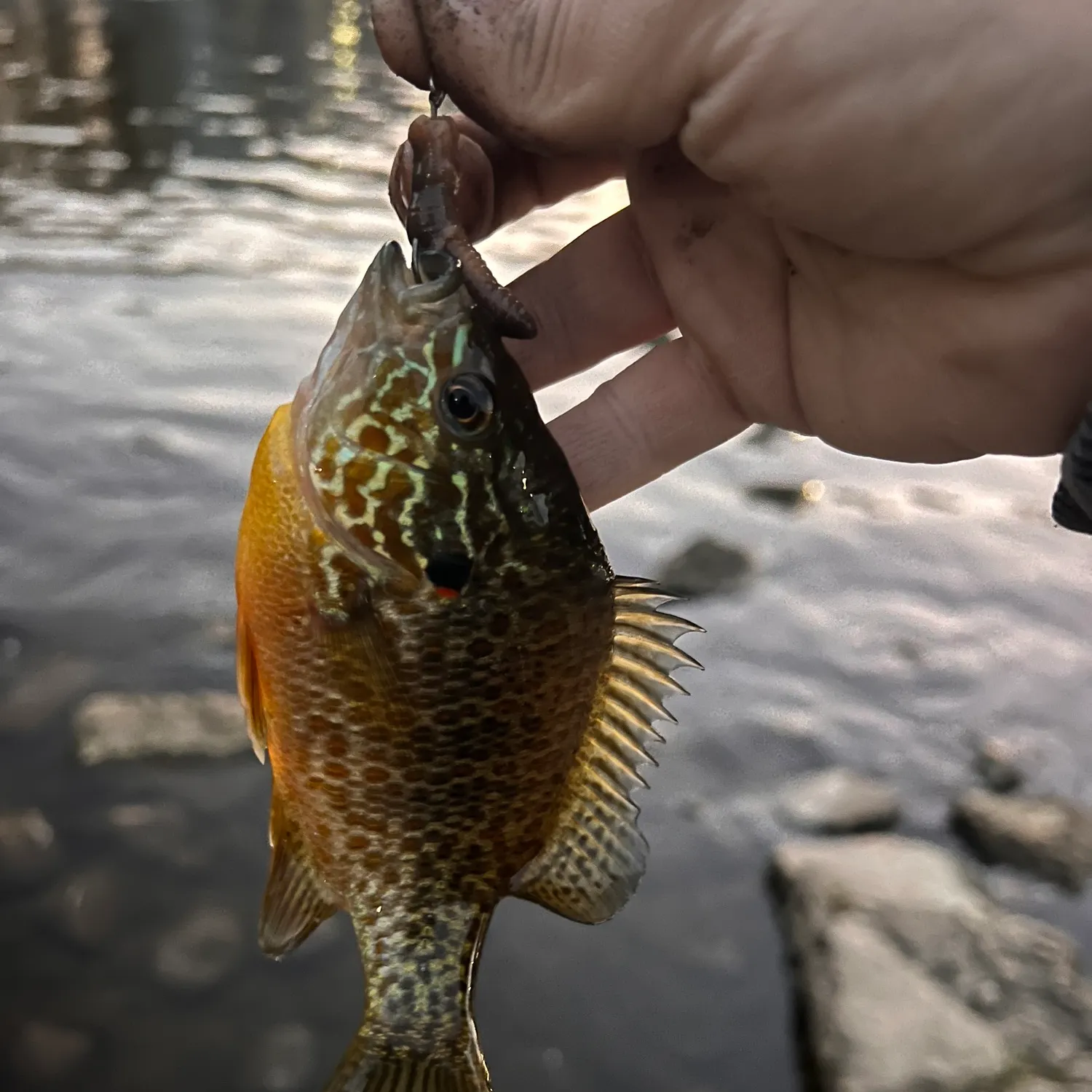 Pumpkinseed caught on Fishbrain