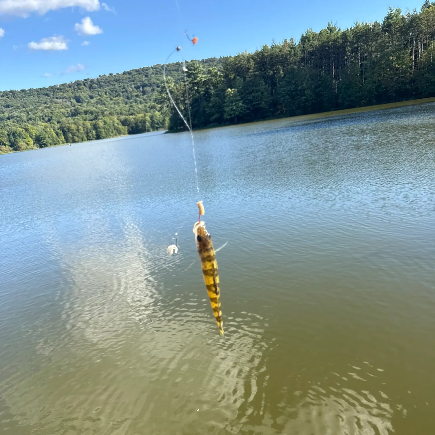 Yellow perch caught on Fishbrain