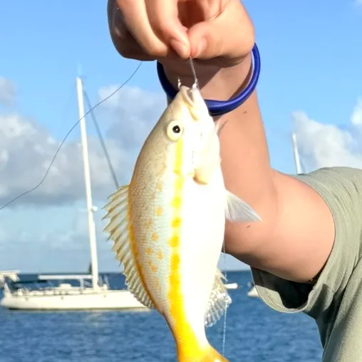 The most recent Yellowtail snapper catches on Fishbrain