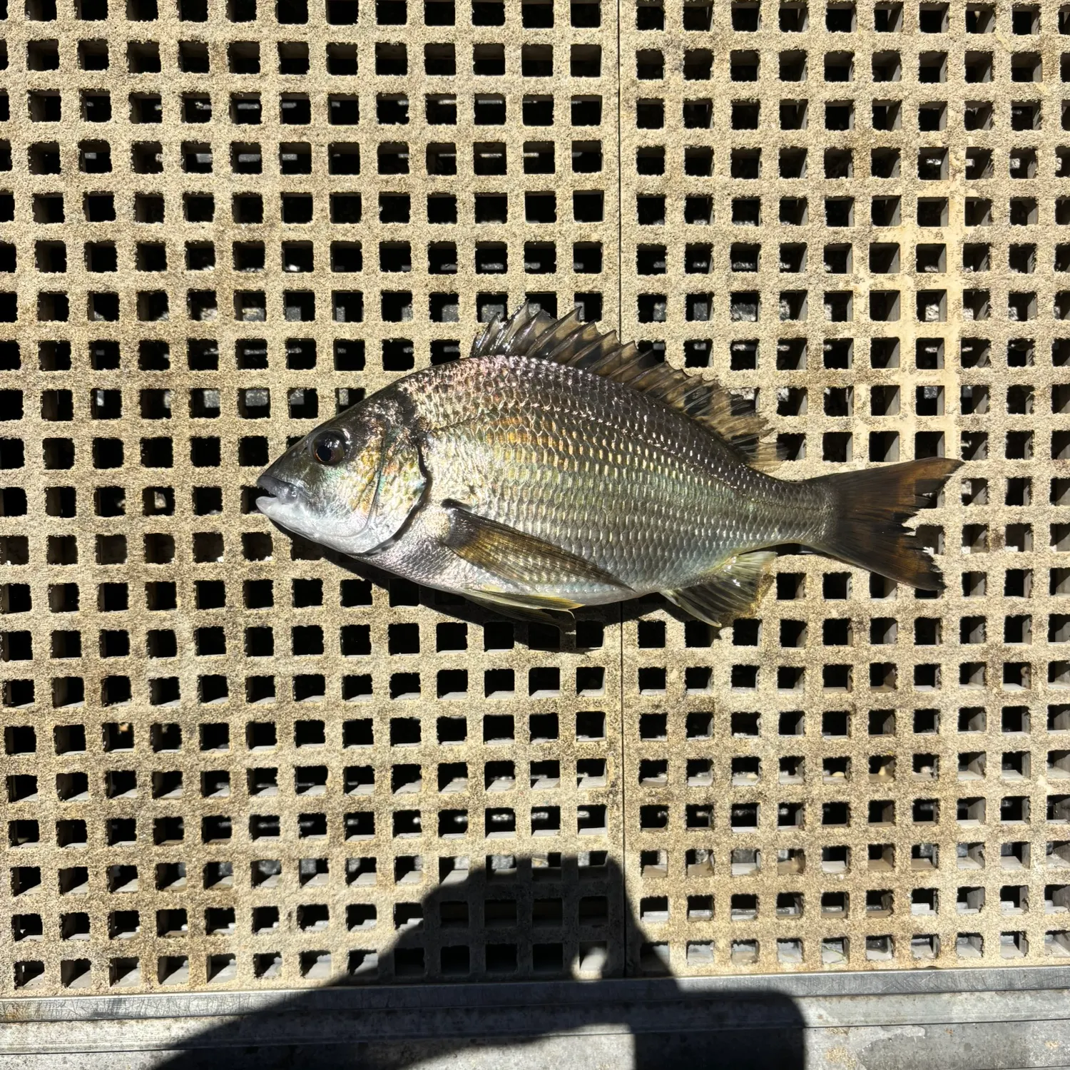The most recent Southern black bream catches on Fishbrain