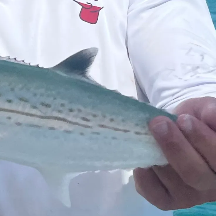 The most recent Cero mackerel catches on Fishbrain