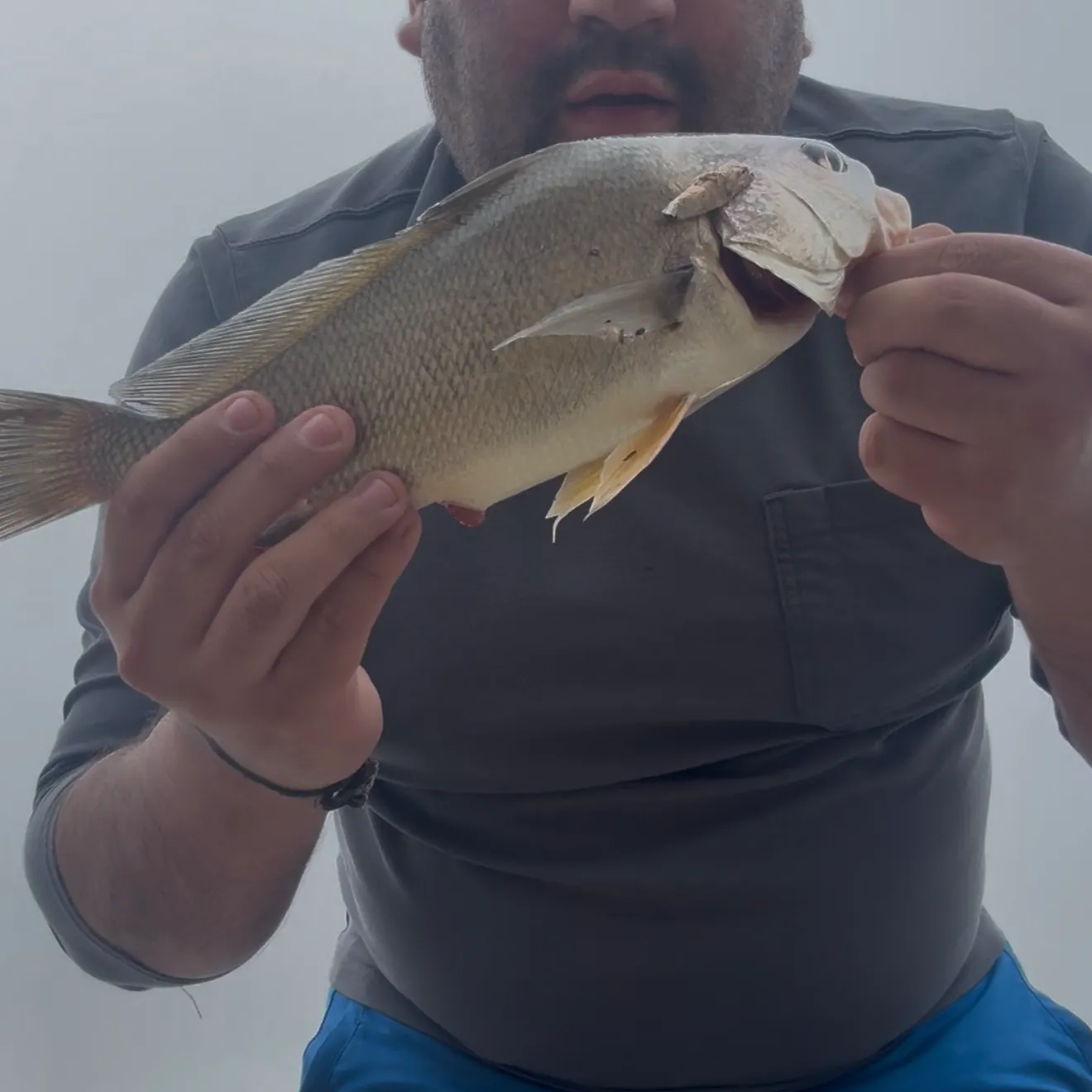 Freshwater drum caught on Fishbrain