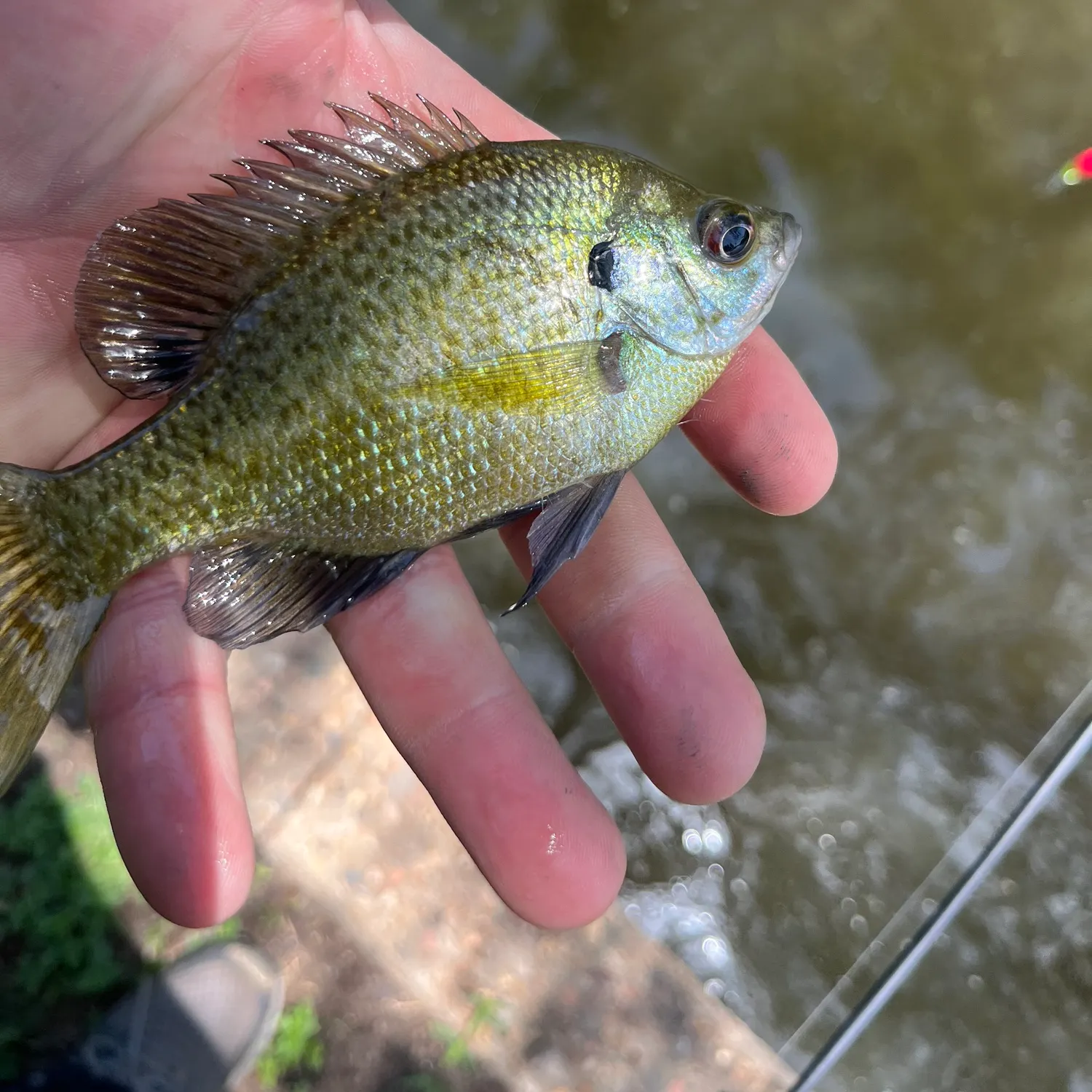 Bluegill caught on Fishbrain