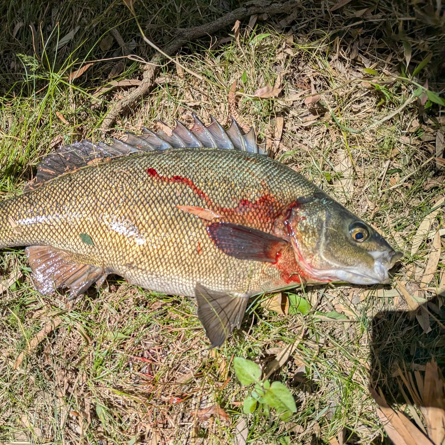 Common carp caught on Fishbrain