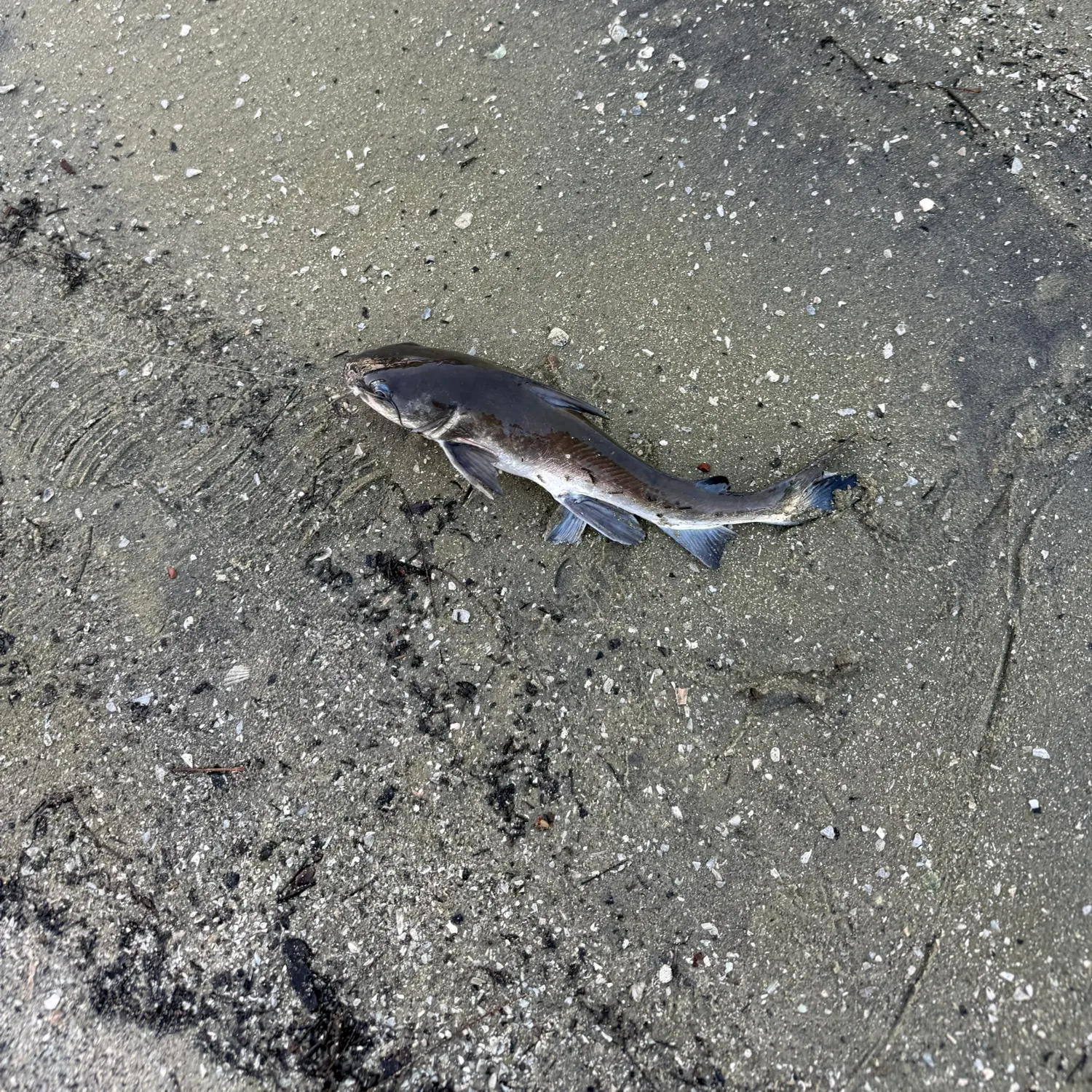 The most recent Gafftopsail sea catfish catches on Fishbrain