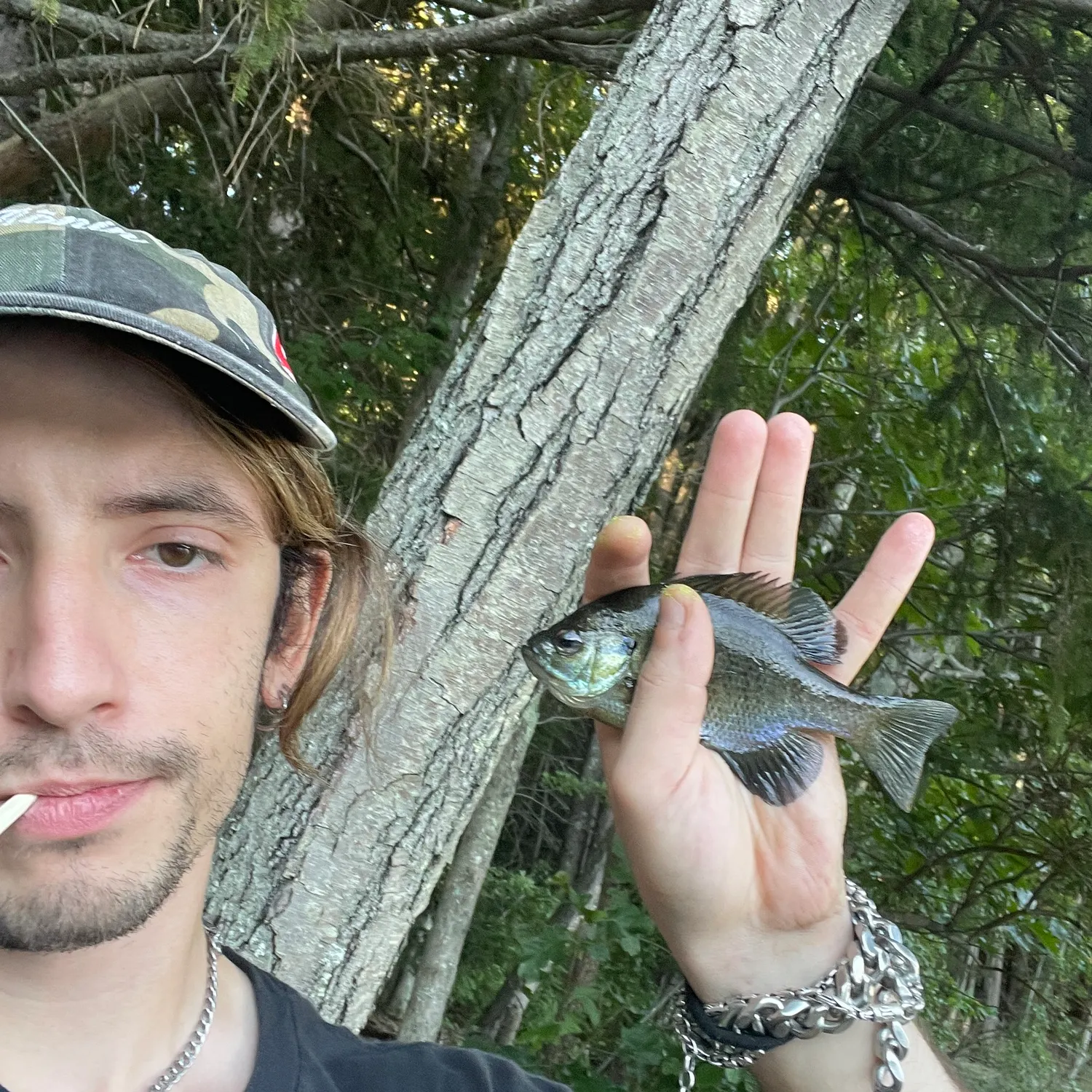Bluegill caught on Fishbrain