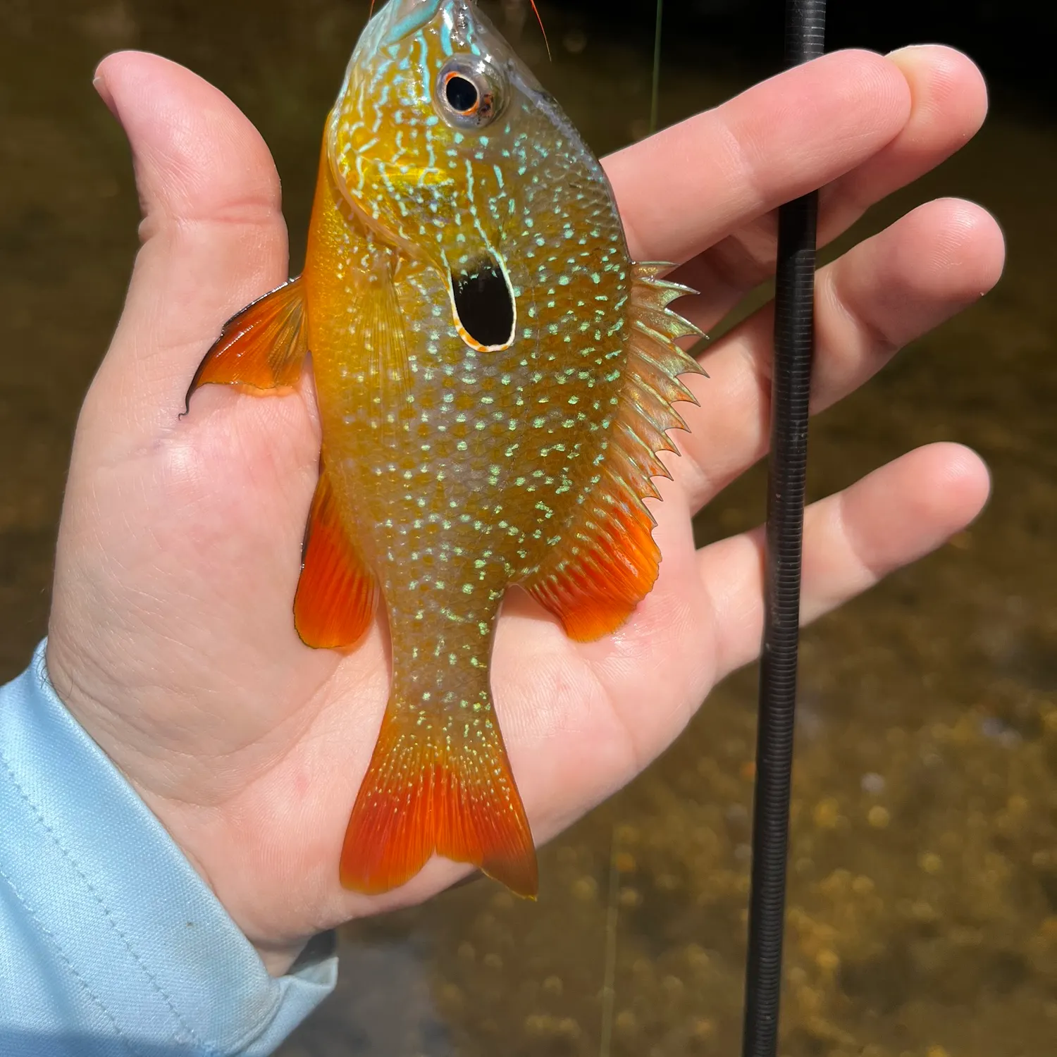 Longear sunfish caught on Fishbrain