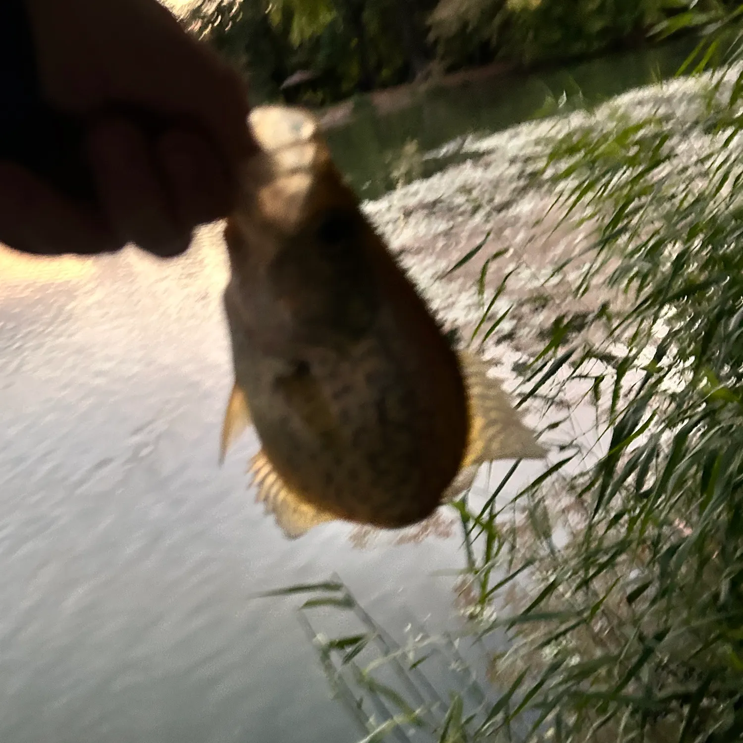 Black crappie caught on Fishbrain
