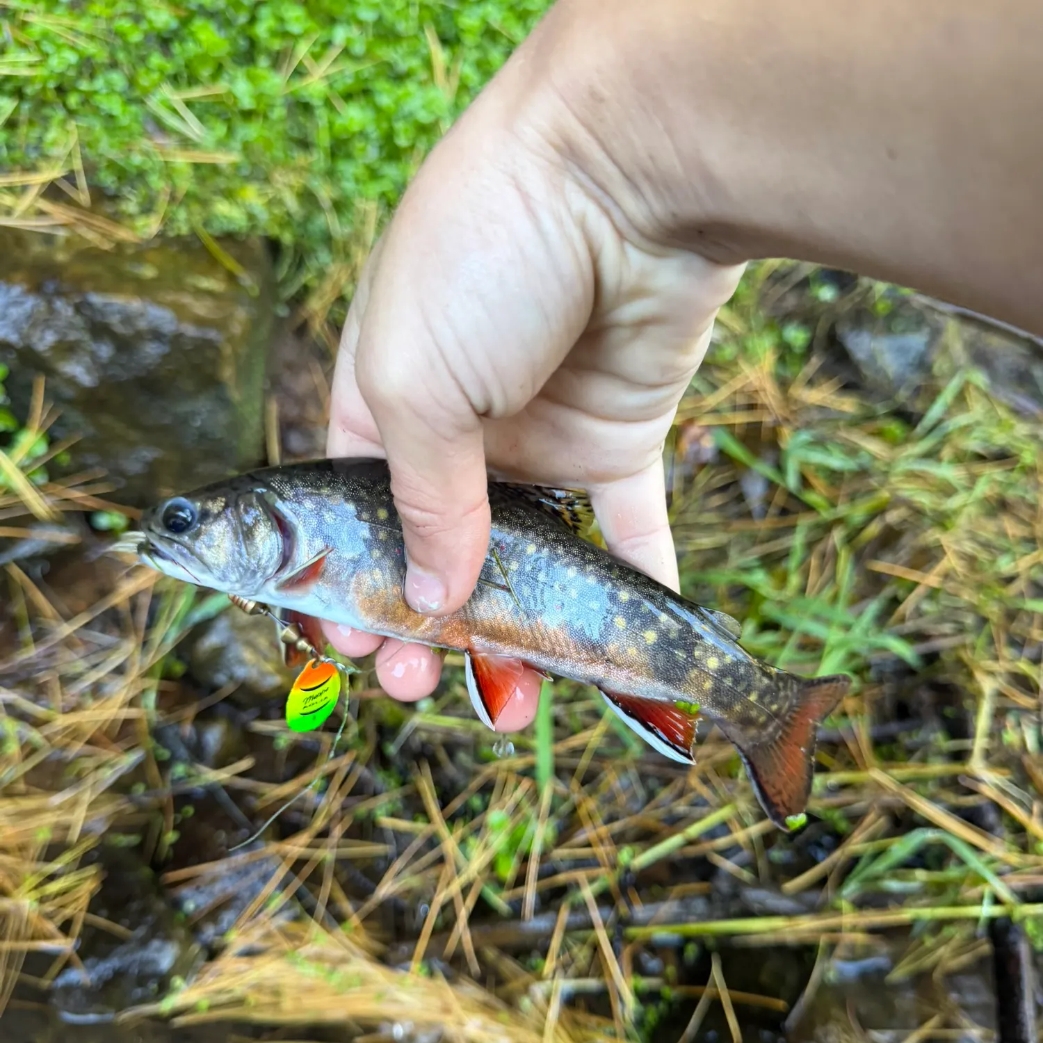 Brook trout caught on Fishbrain