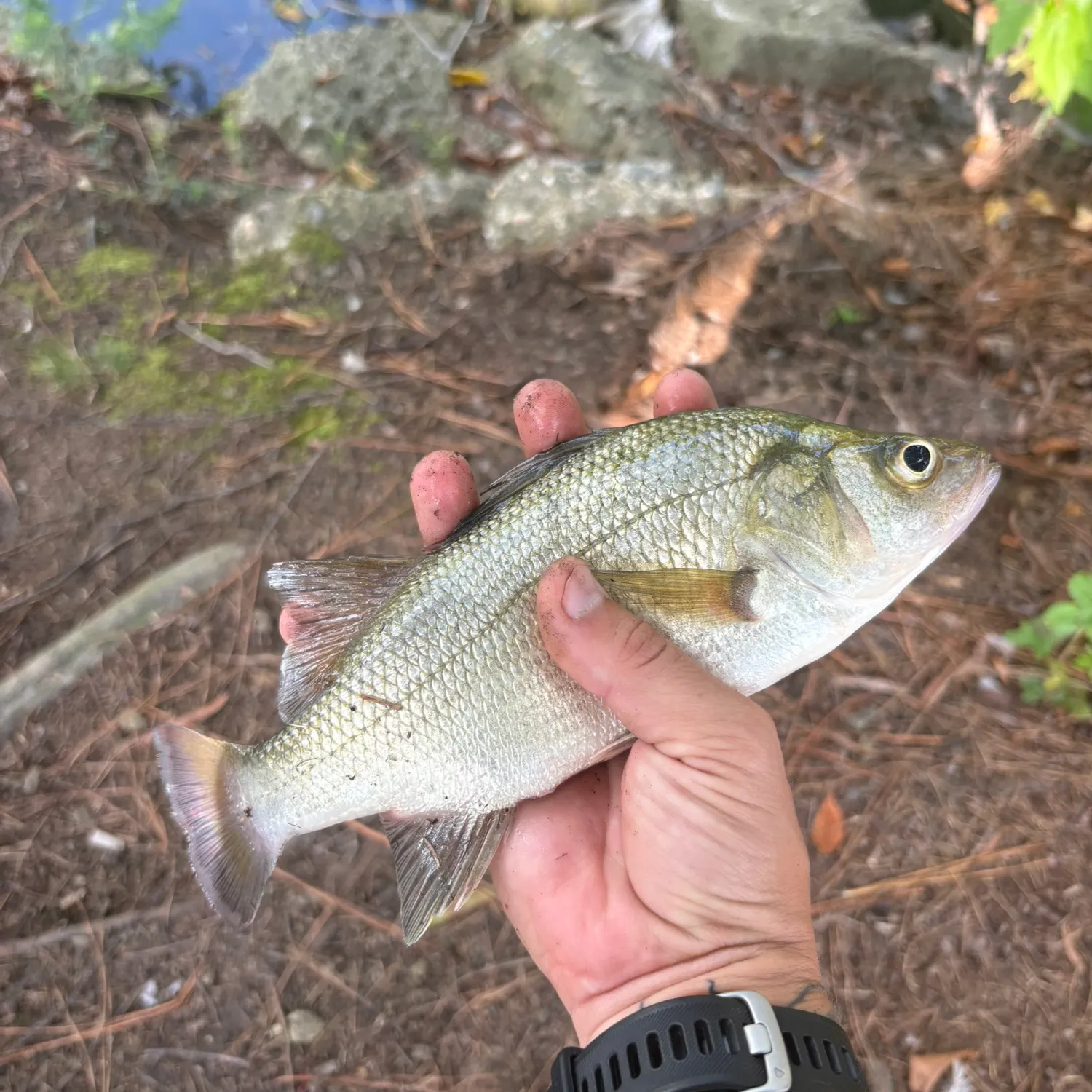 White perch caught on Fishbrain