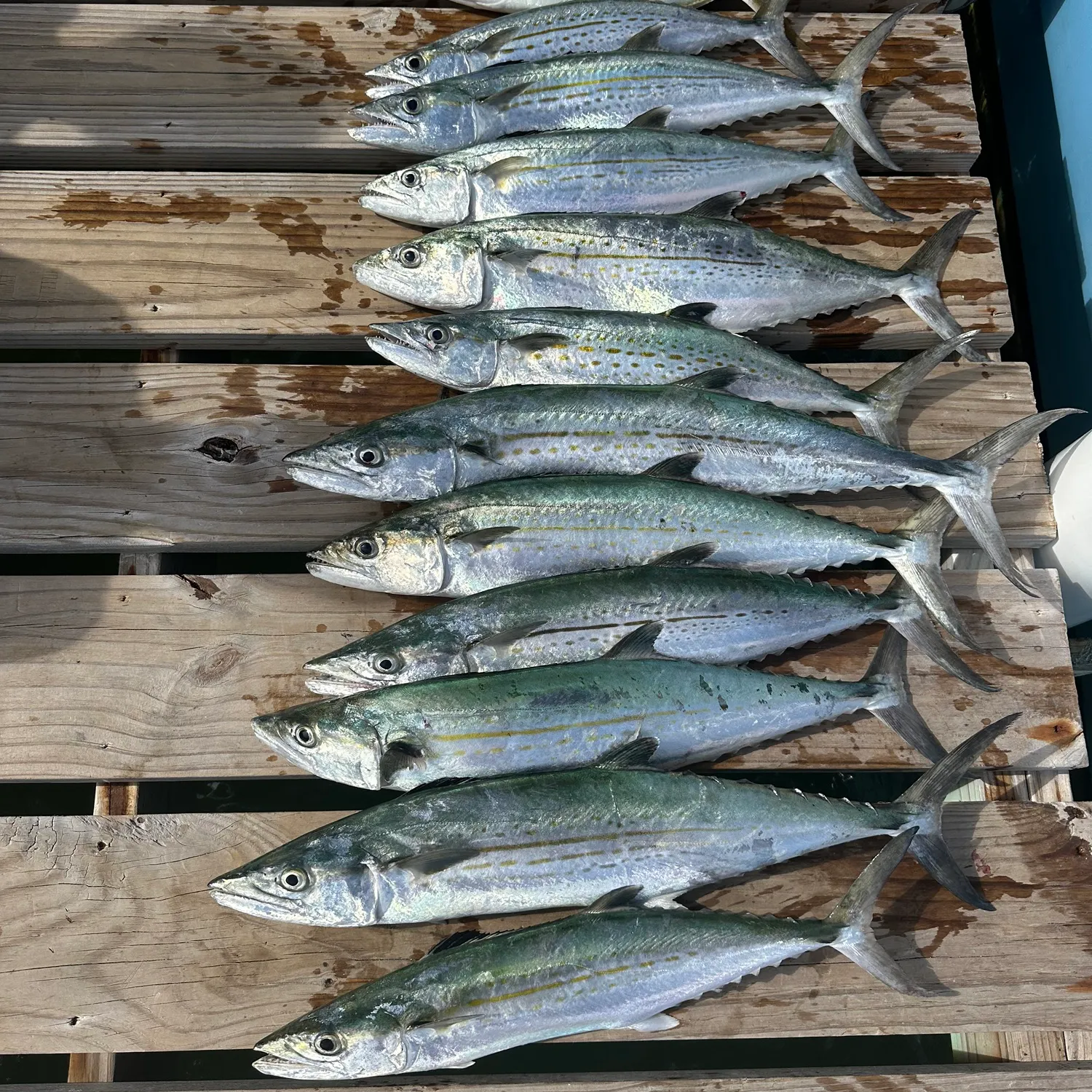 The most recent Spanish mackerel catches on Fishbrain