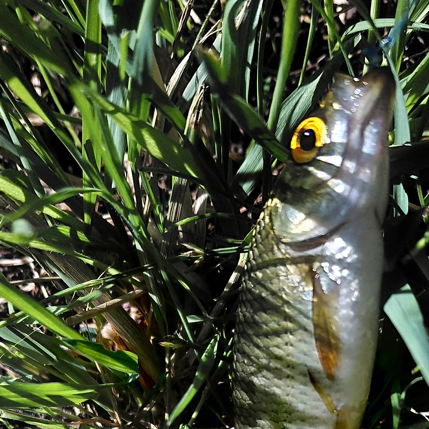 Common rudd caught on Fishbrain