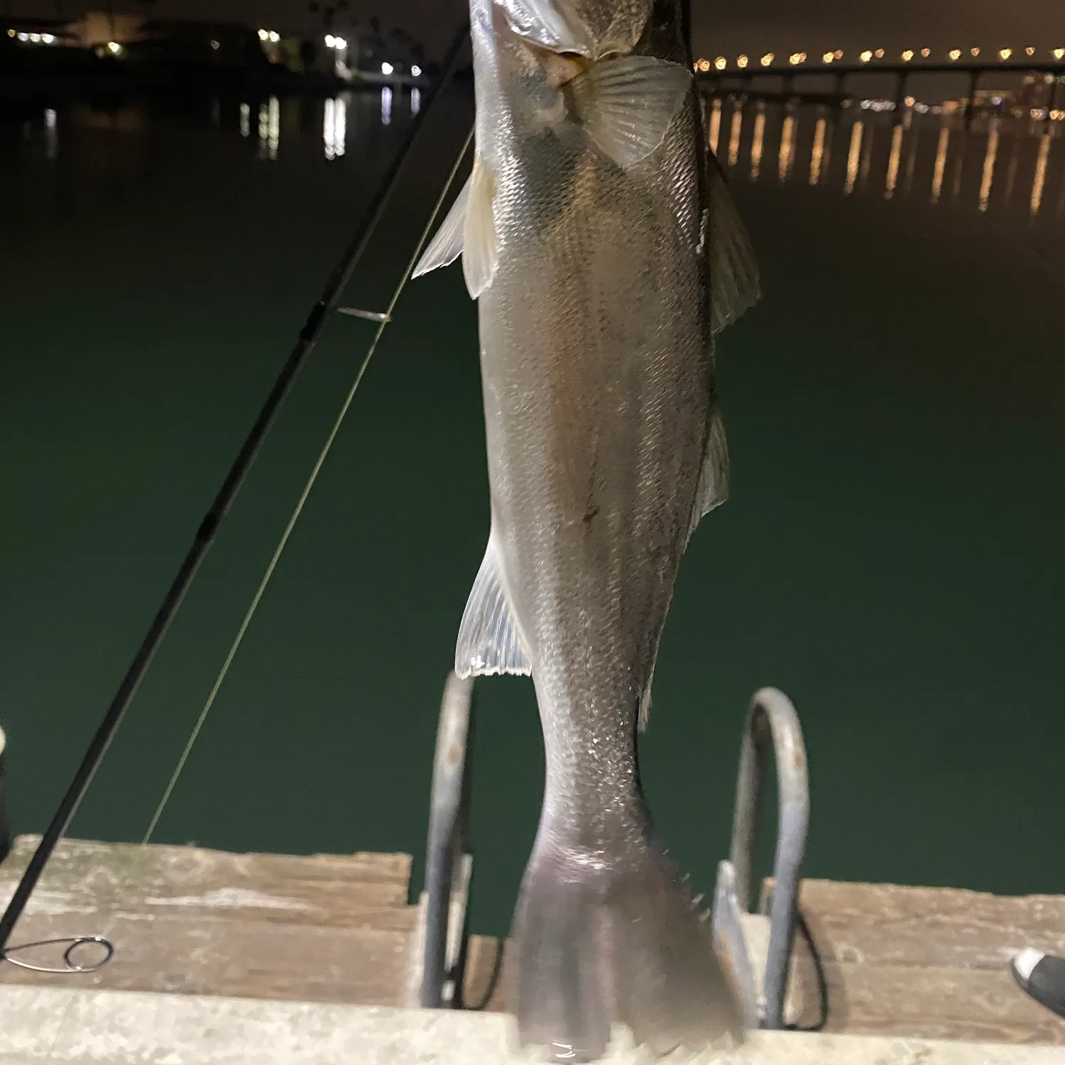 The most recent Shortfin corvina catches on Fishbrain