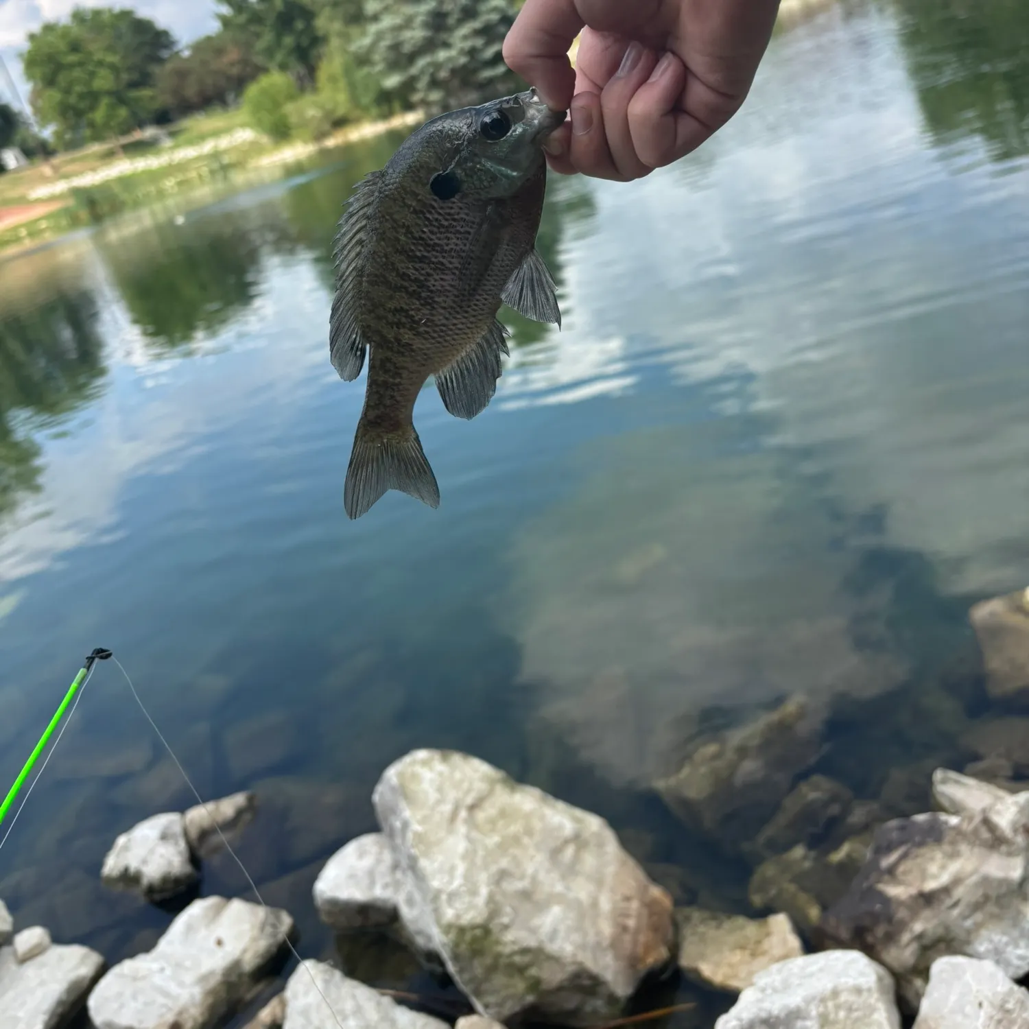 Bluegill caught on Fishbrain