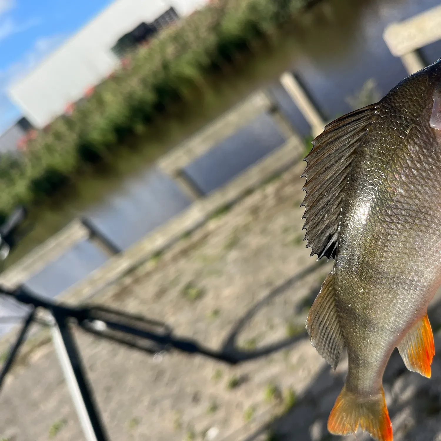 European perch caught on Fishbrain
