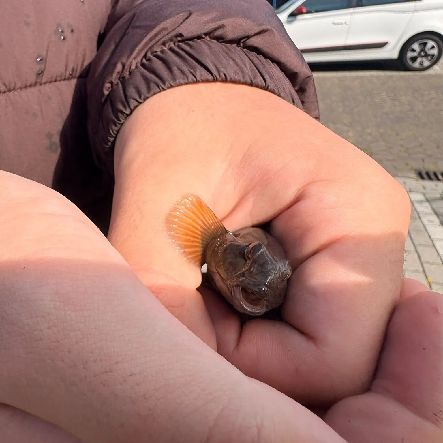 Fish caught on Fishbrain