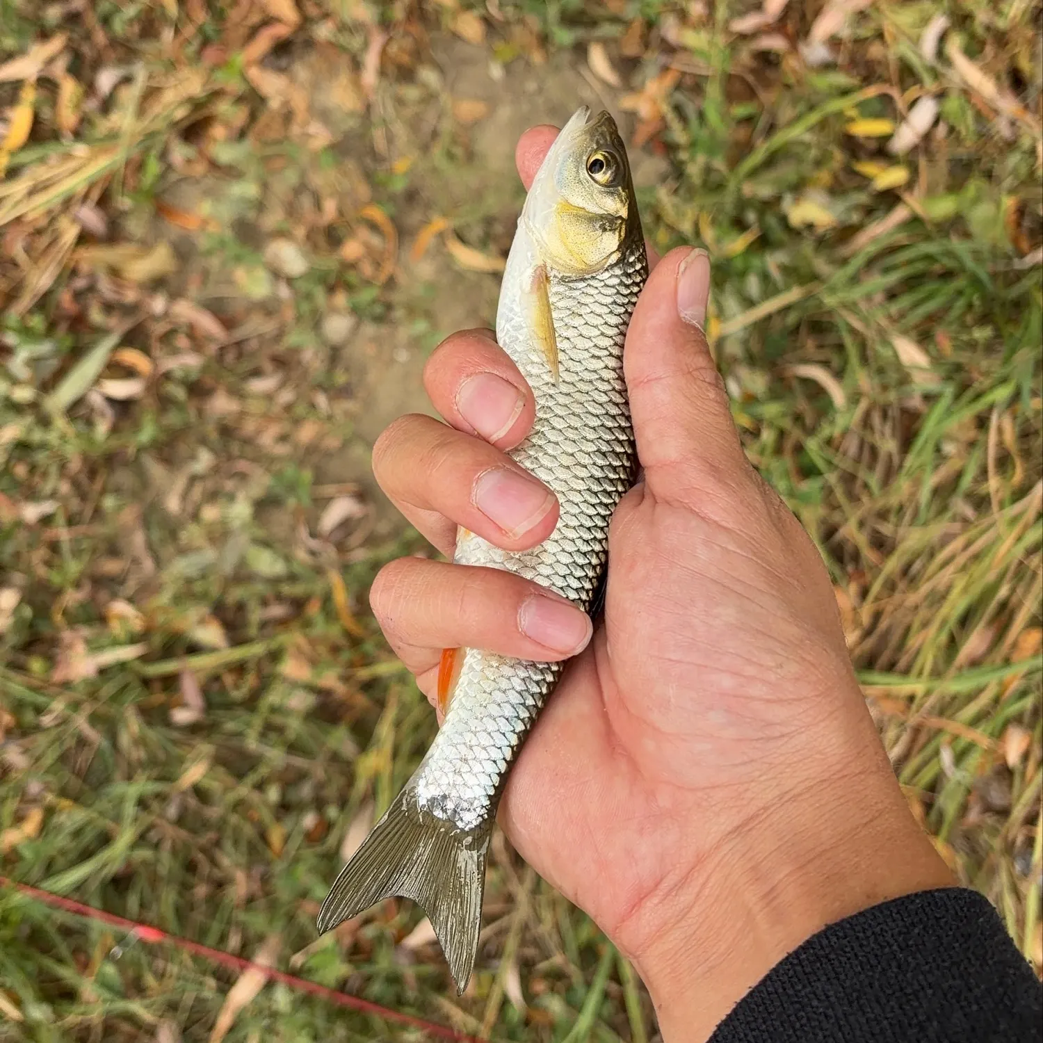 European chub caught on Fishbrain
