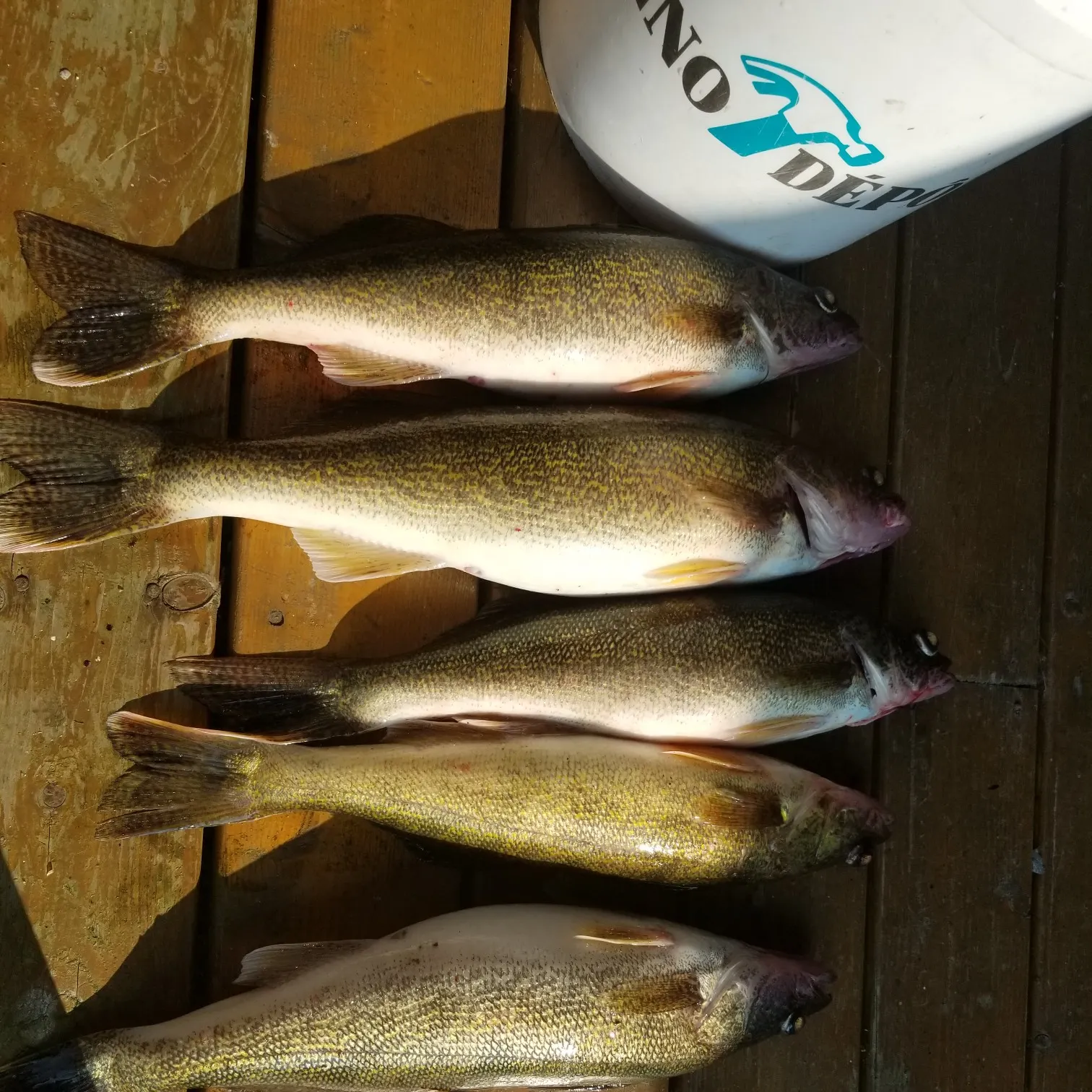 recently logged catches