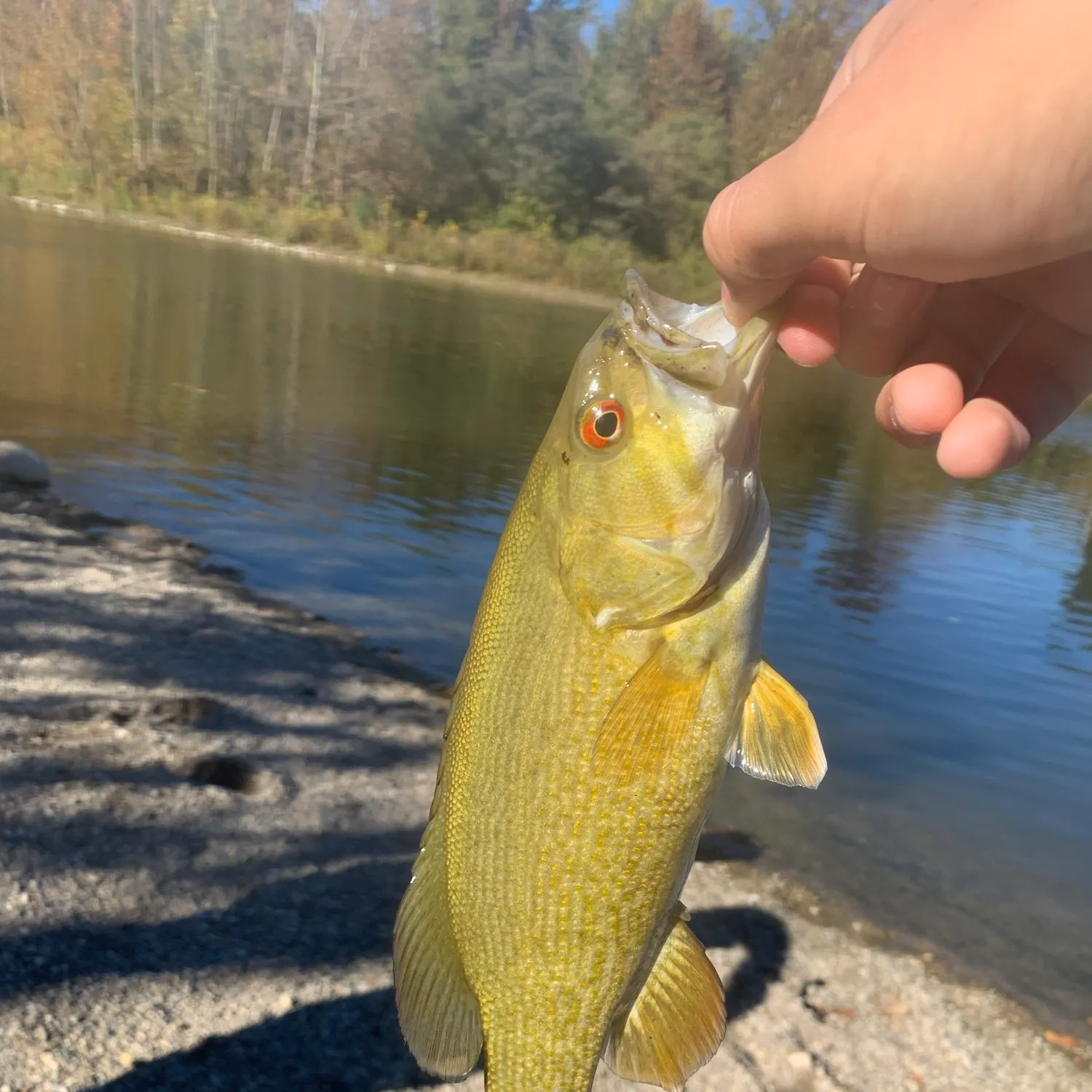 Smallmouth bass caught on Fishbrain