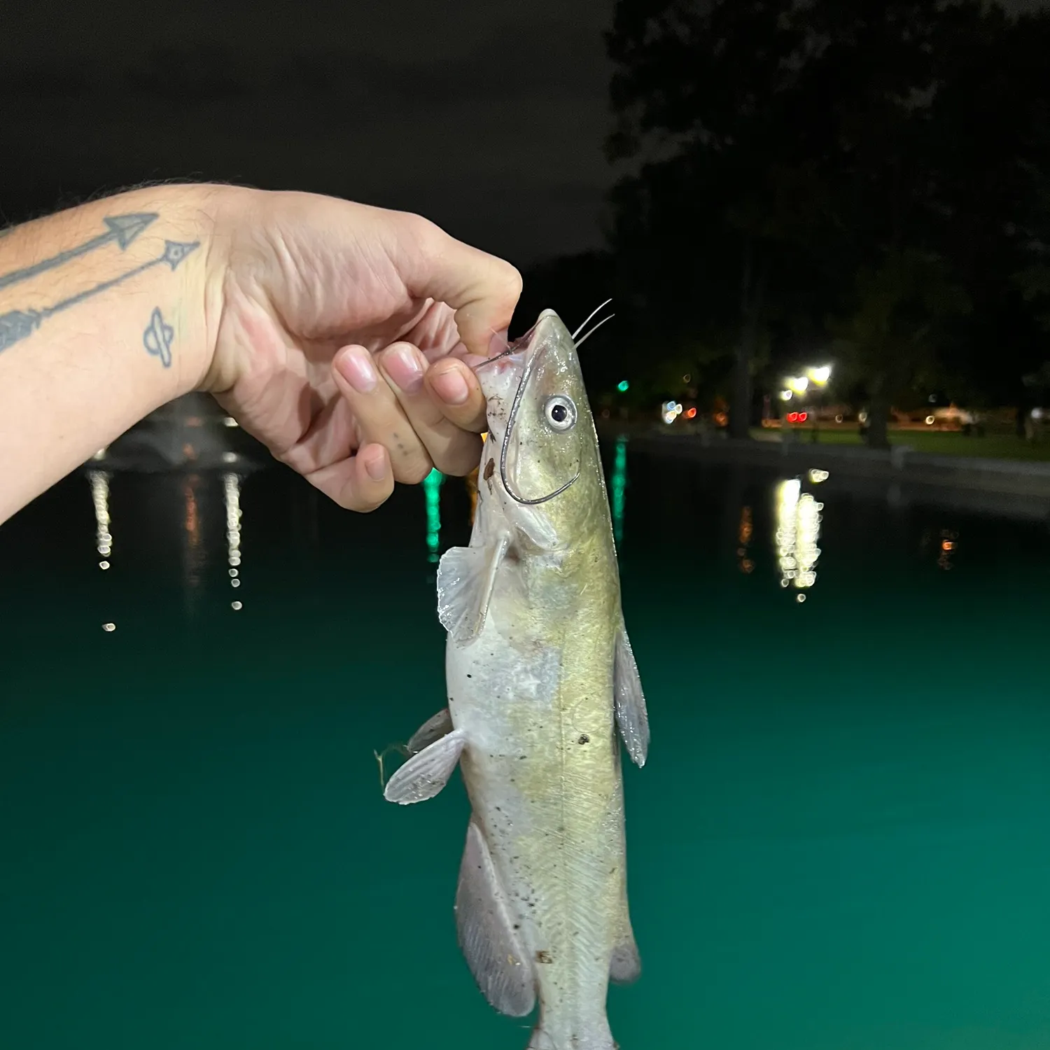 Channel catfish caught on Fishbrain