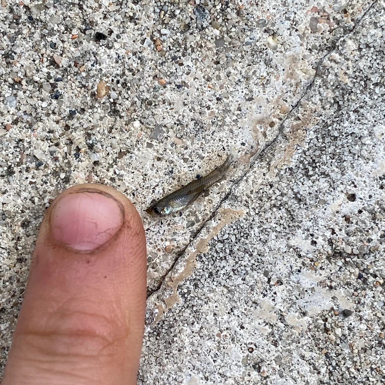 The most recent Atlantic blue marlin catches on Fishbrain