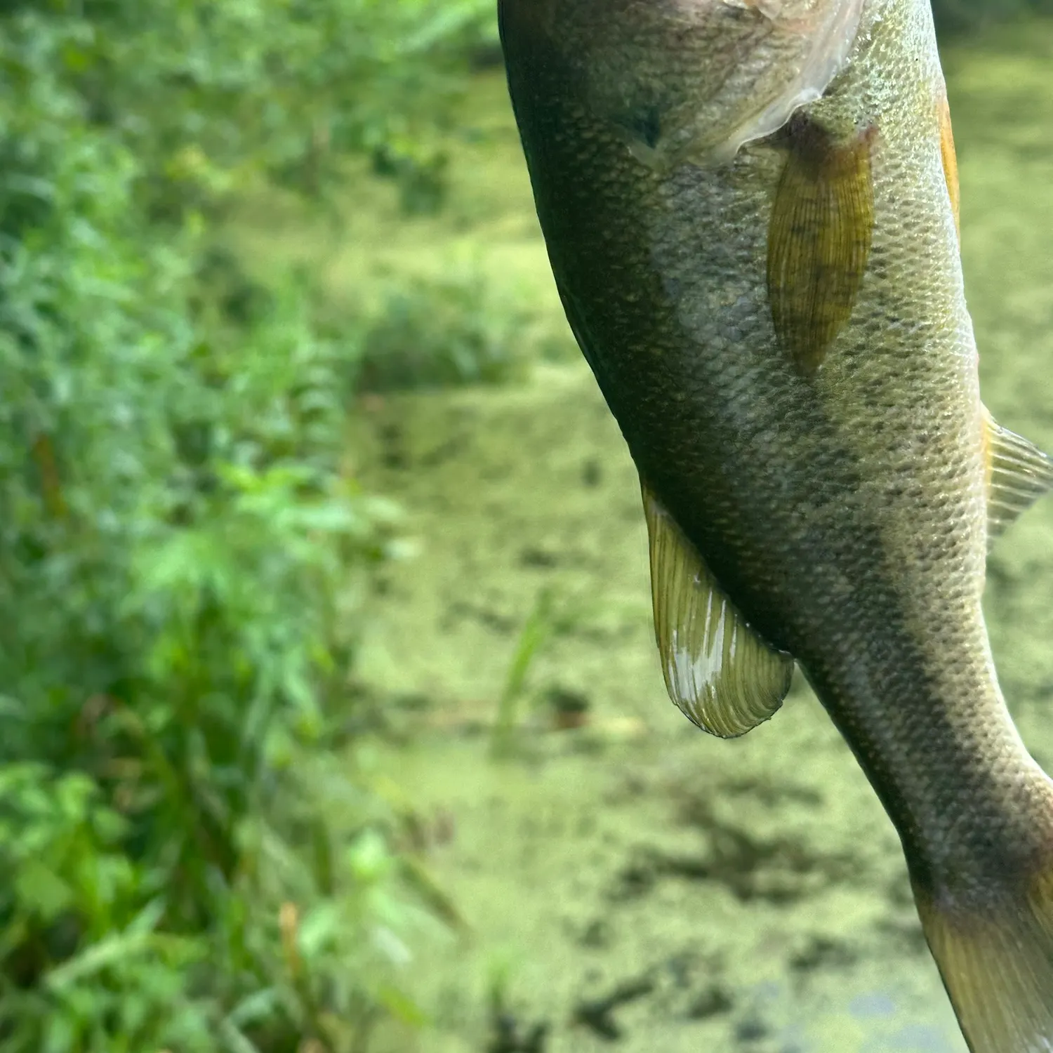 Fish caught on Fishbrain