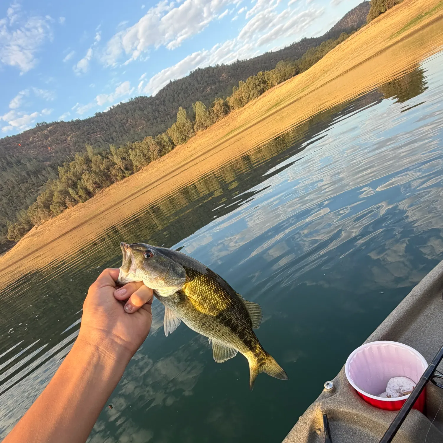 Spotted bass caught on Fishbrain