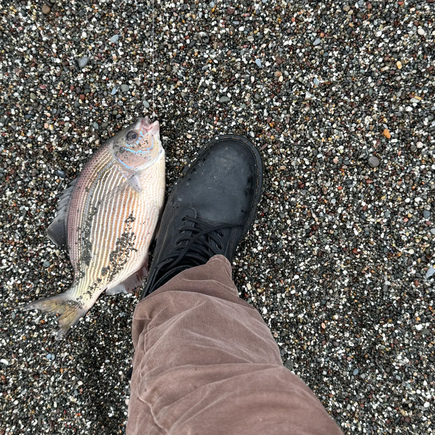 The most recent Rainbow surfperch catches on Fishbrain