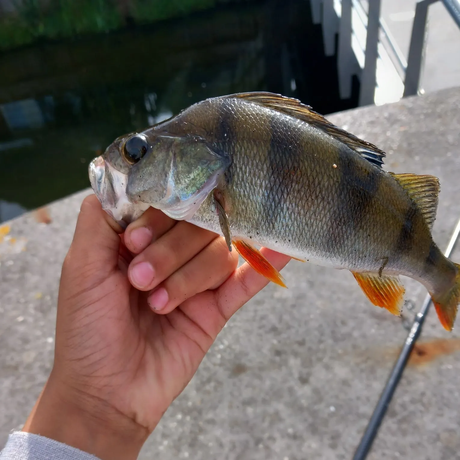 European perch caught on Fishbrain