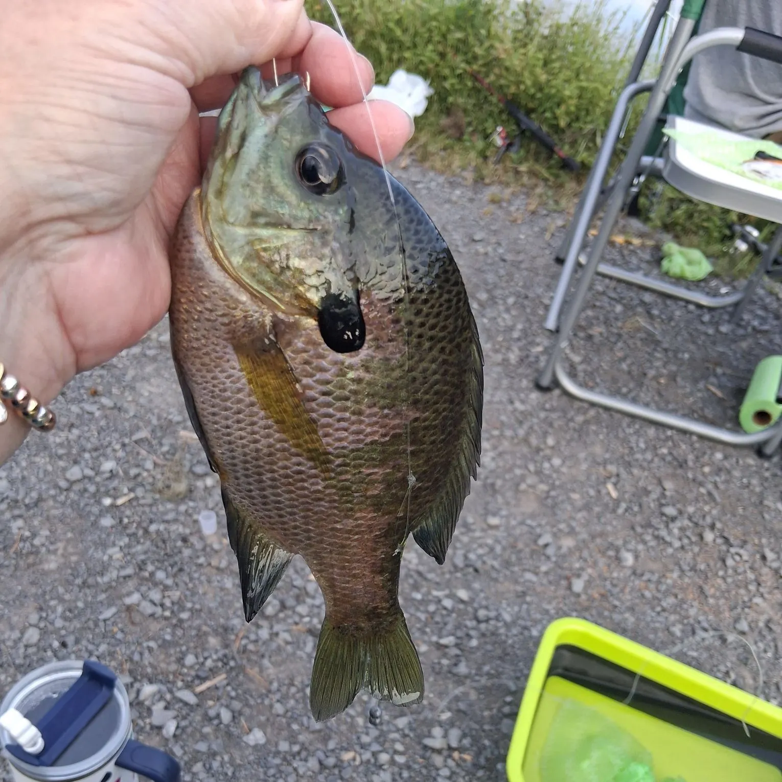 Greengill hybrid caught on Fishbrain
