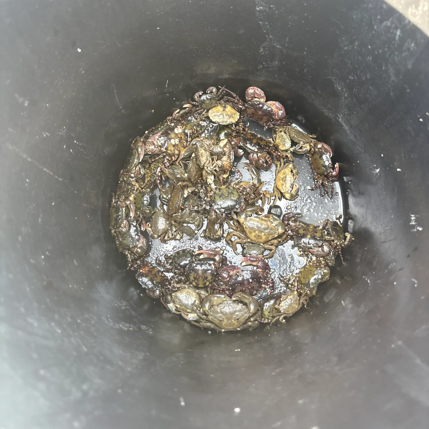 The most recent Giant mud crab catches on Fishbrain