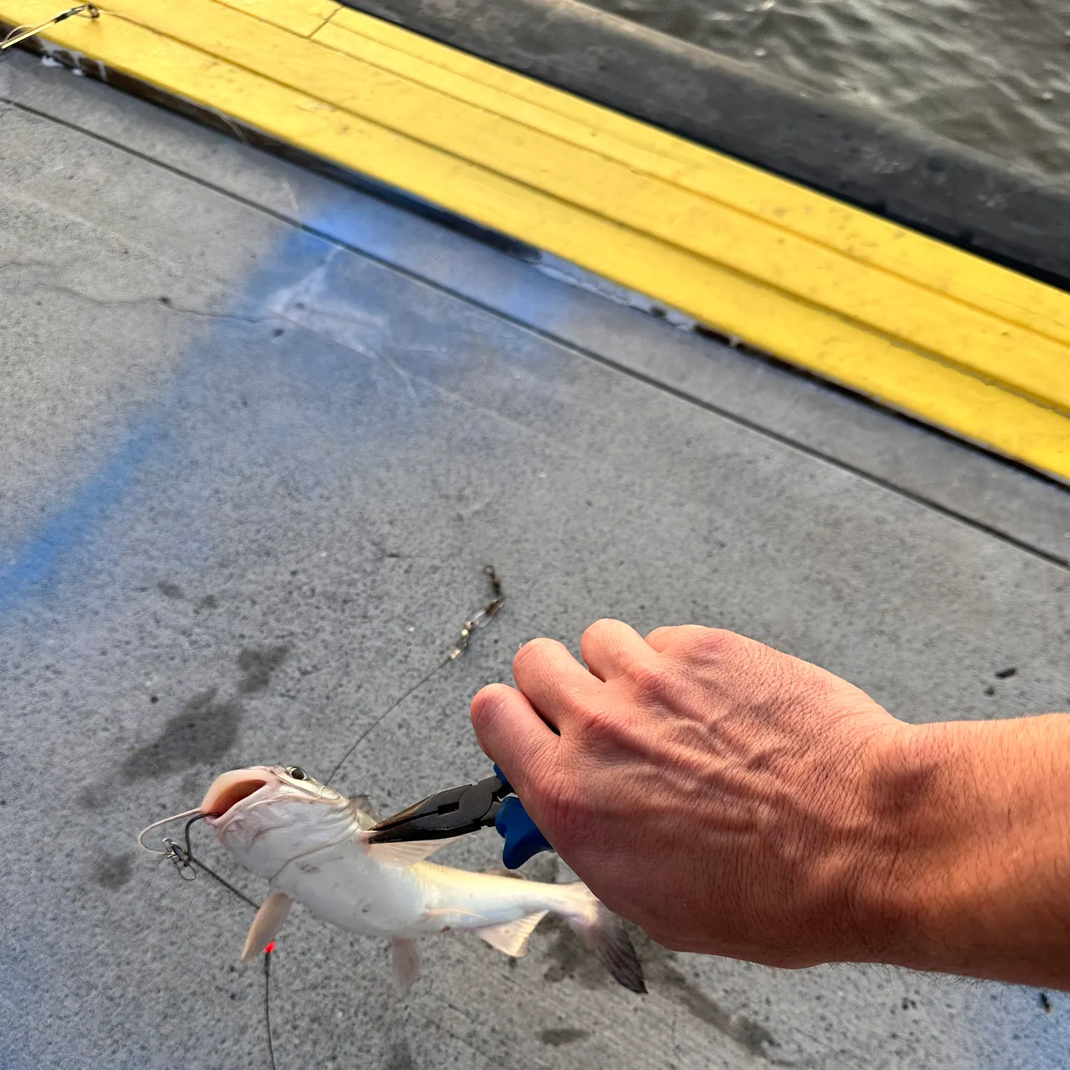 The most recent Giant sea catfish catches on Fishbrain