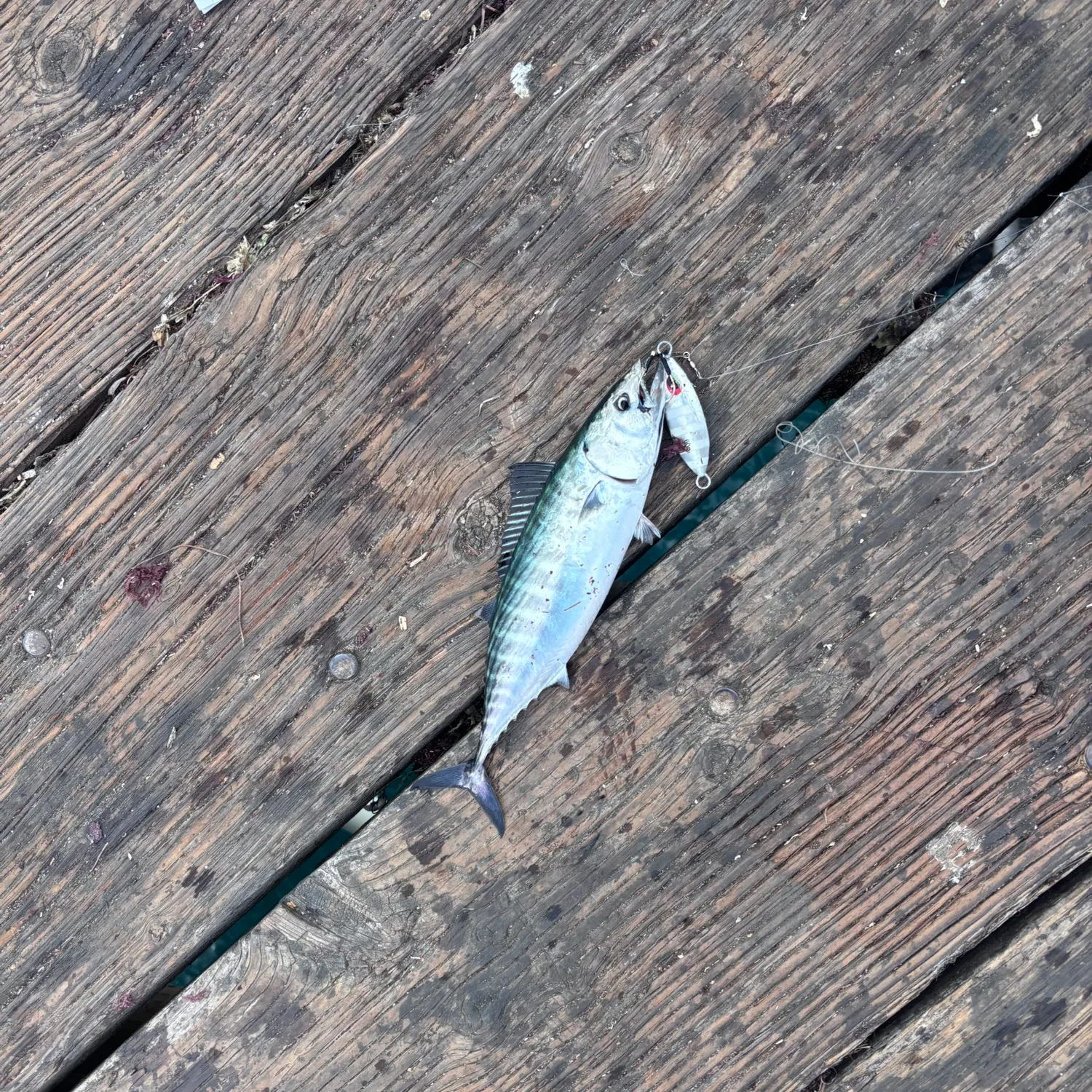 The most recent Pacific bonito catches on Fishbrain