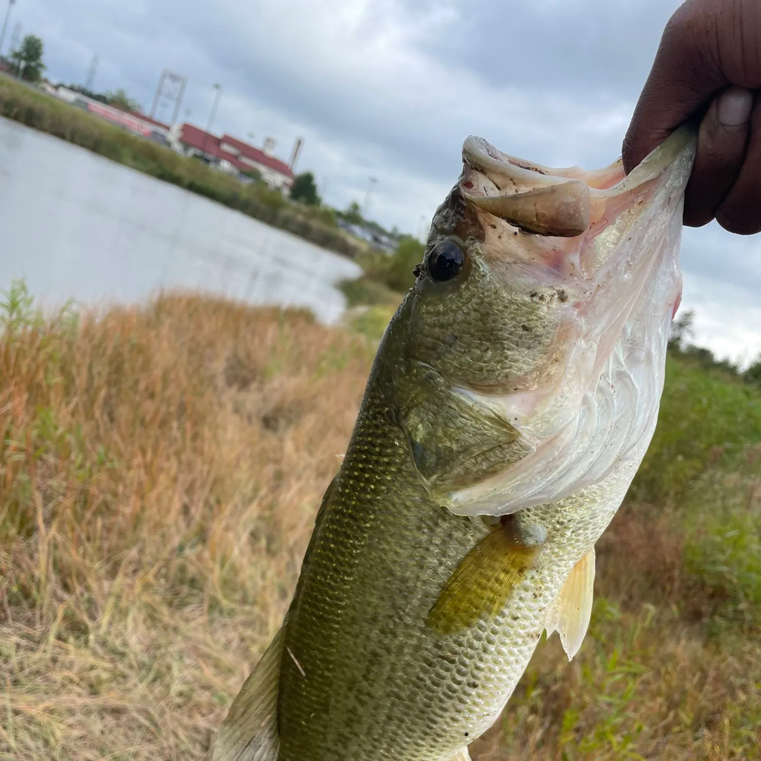 angler catch