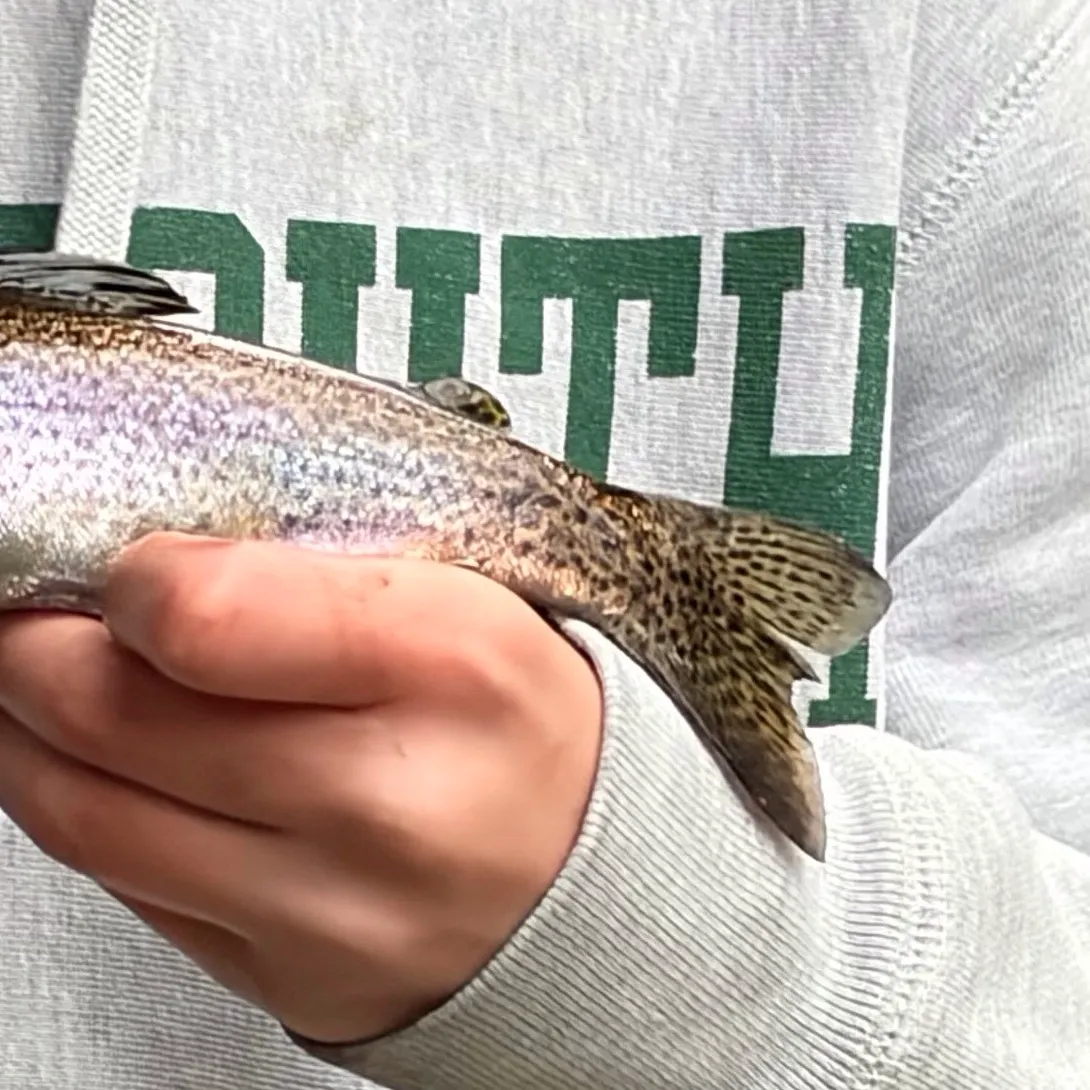 Rainbow trout caught on Fishbrain