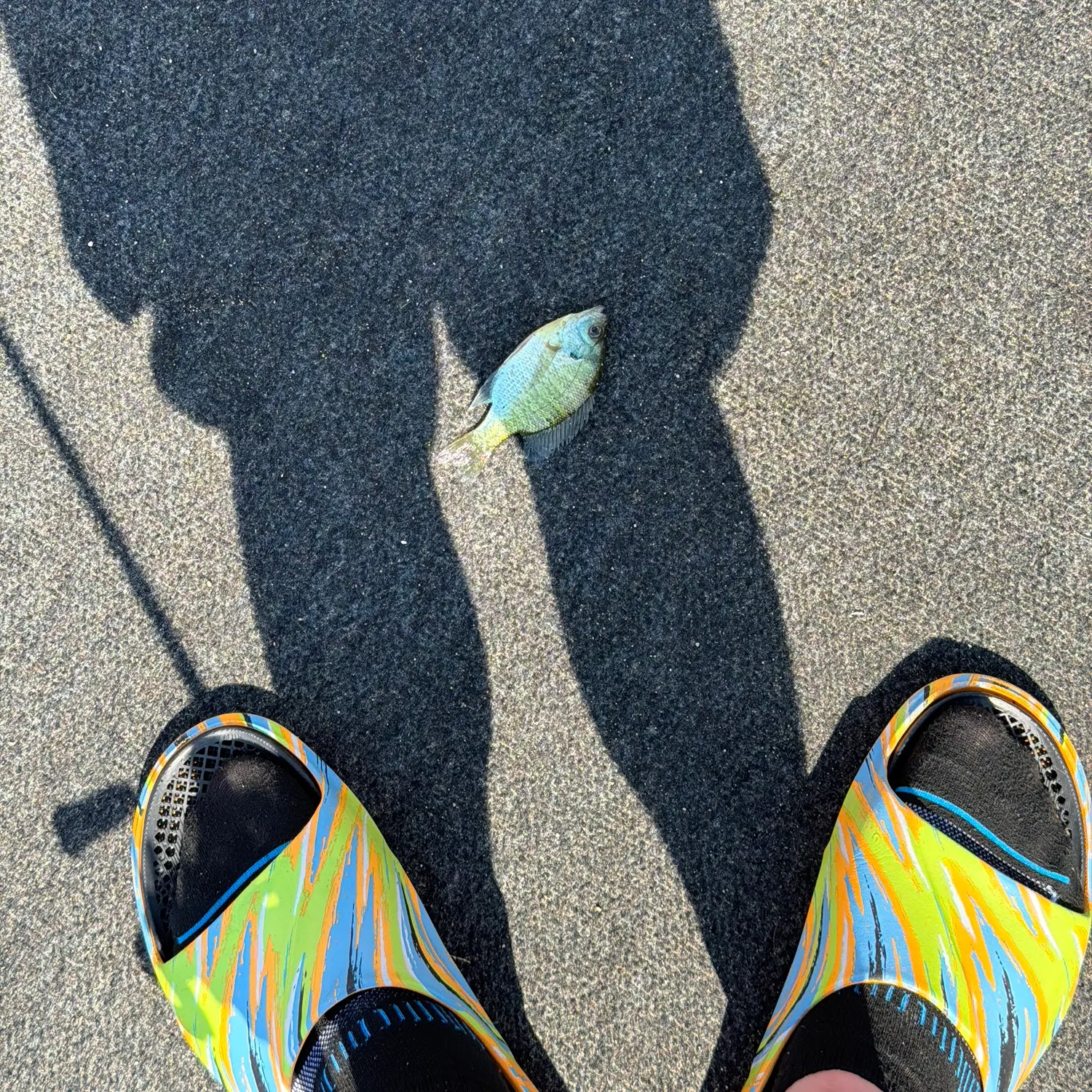 Bluegill caught on Fishbrain