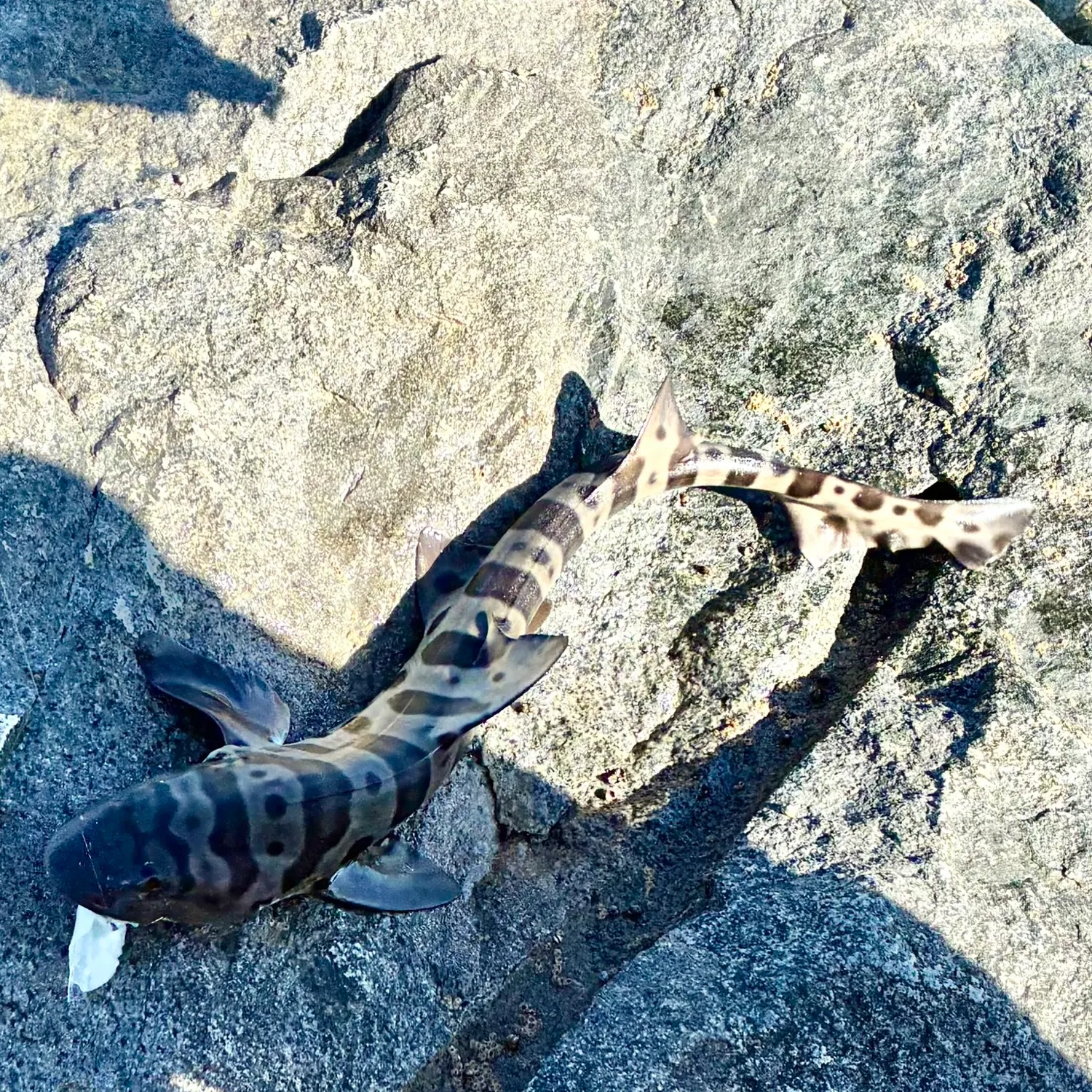 The most recent Zebra shark catches on Fishbrain
