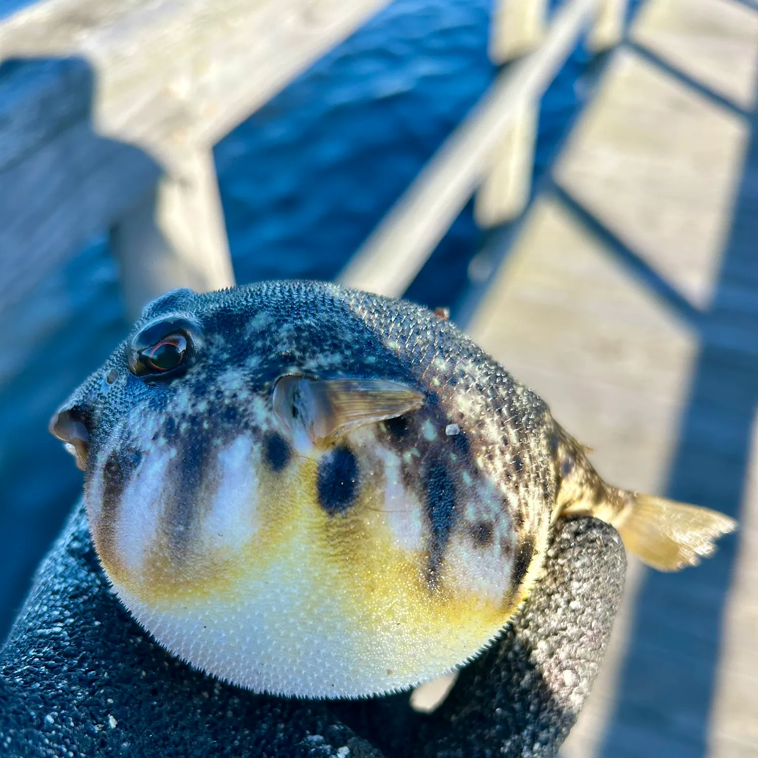 Northern puffer caught on Fishbrain
