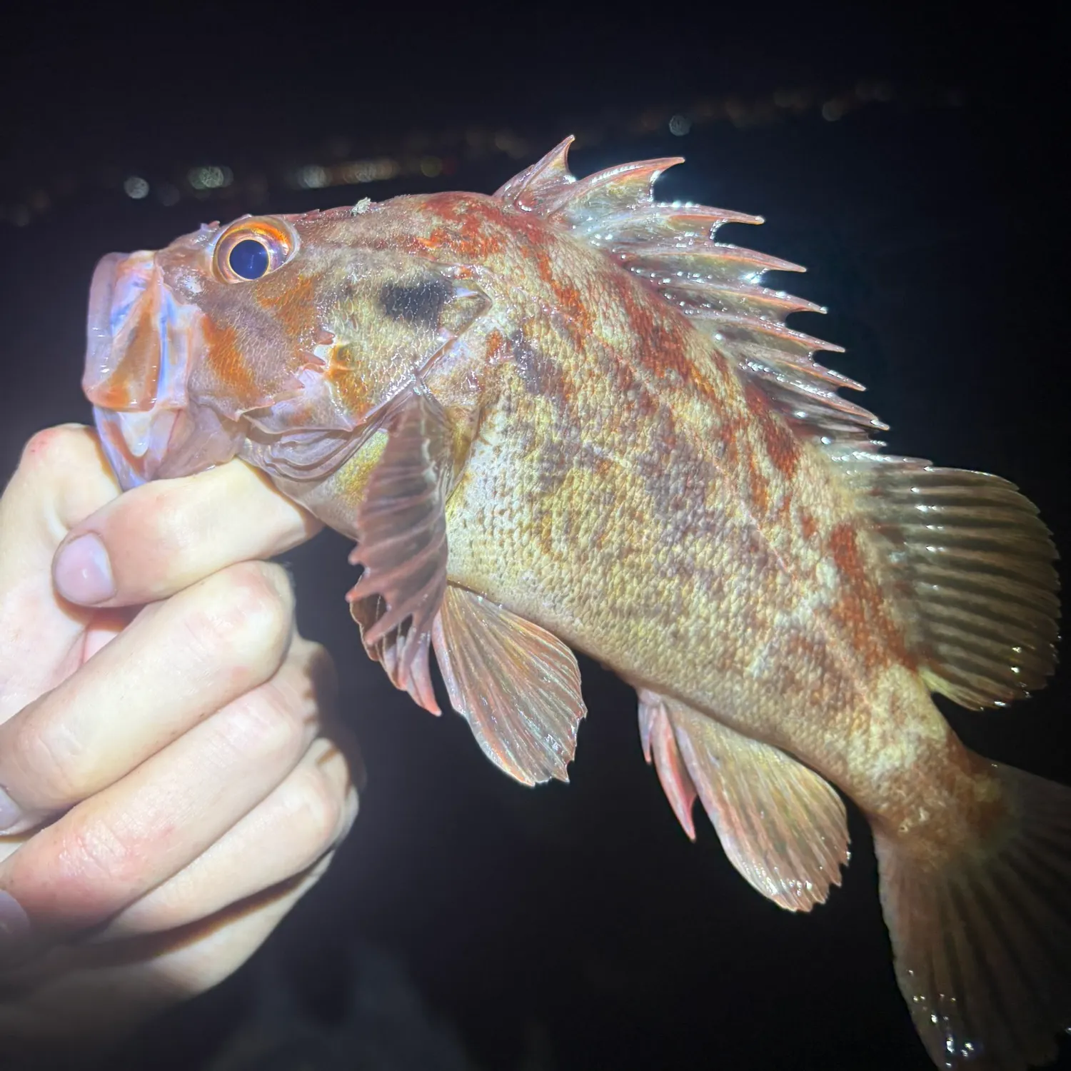 The most recent Brown rockfish catches on Fishbrain