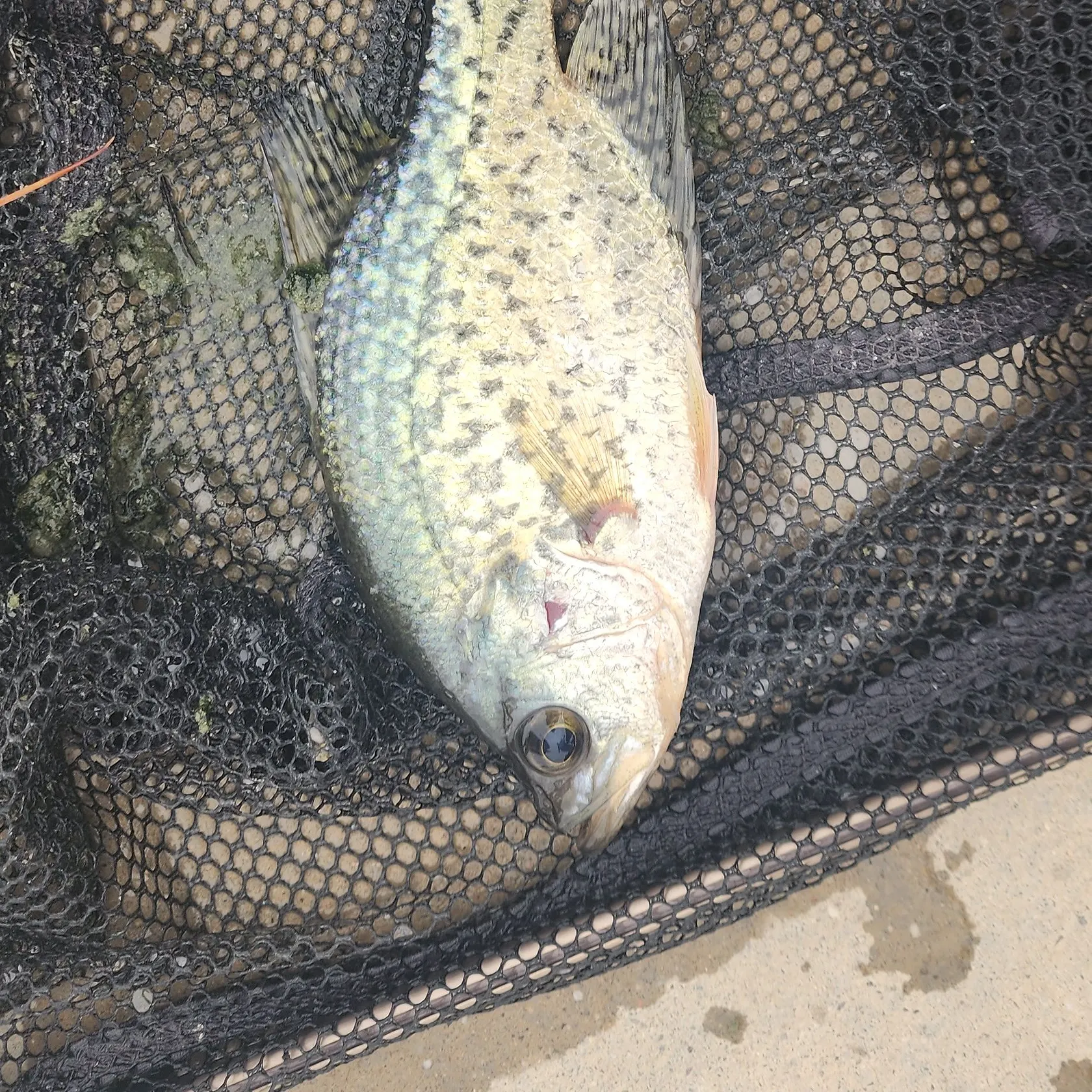 Black crappie caught on Fishbrain