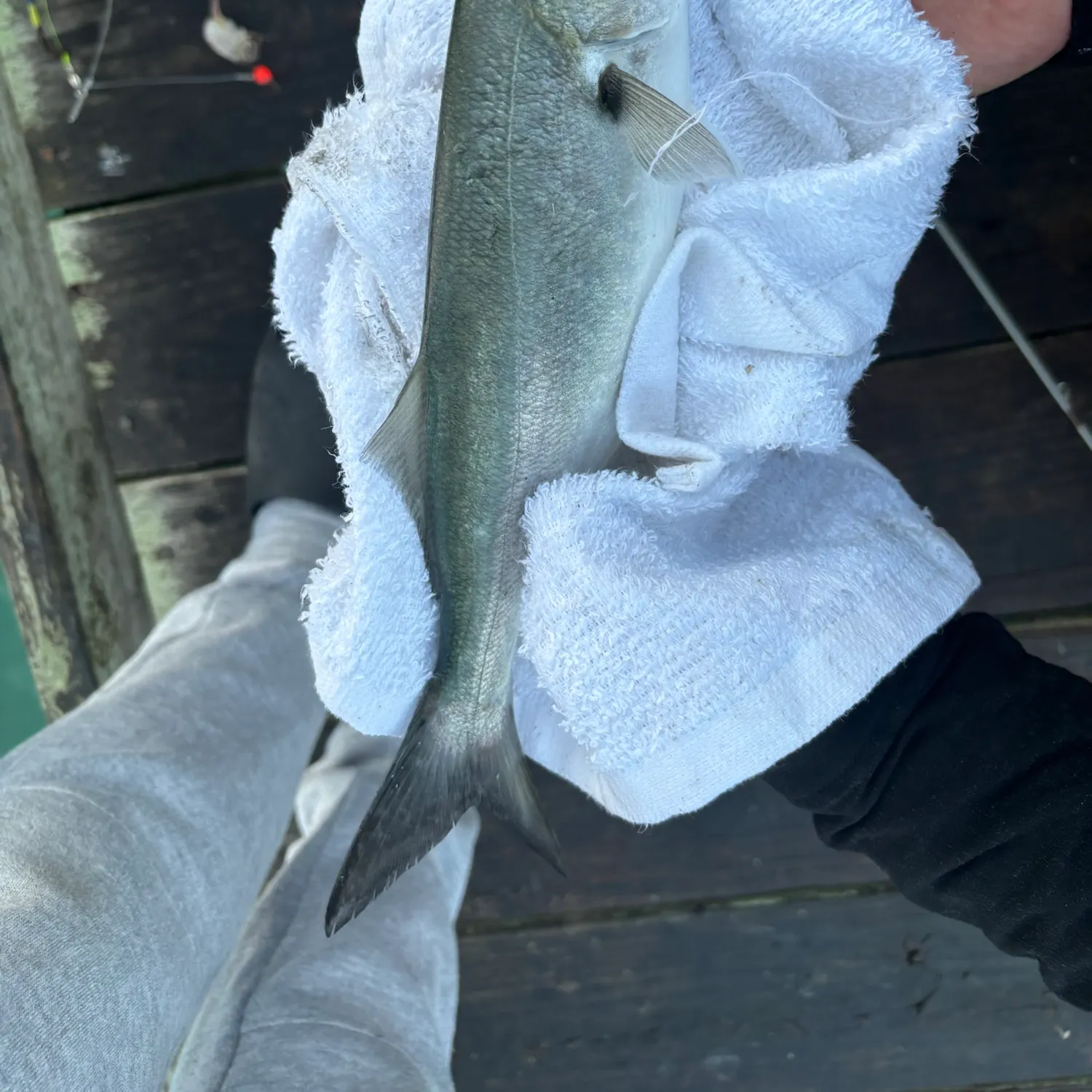 Bluefish caught on Fishbrain