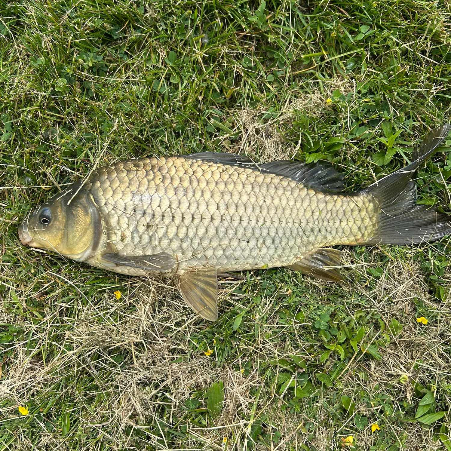 The most recent F1 carp catches on Fishbrain
