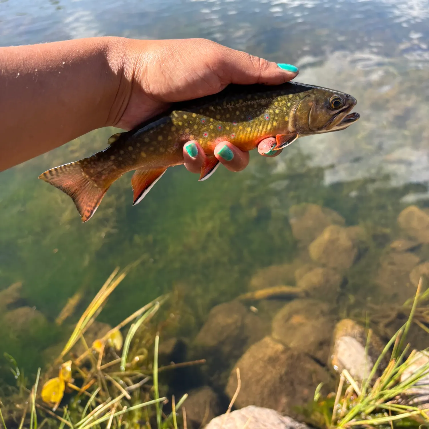 Brook trout caught on Fishbrain
