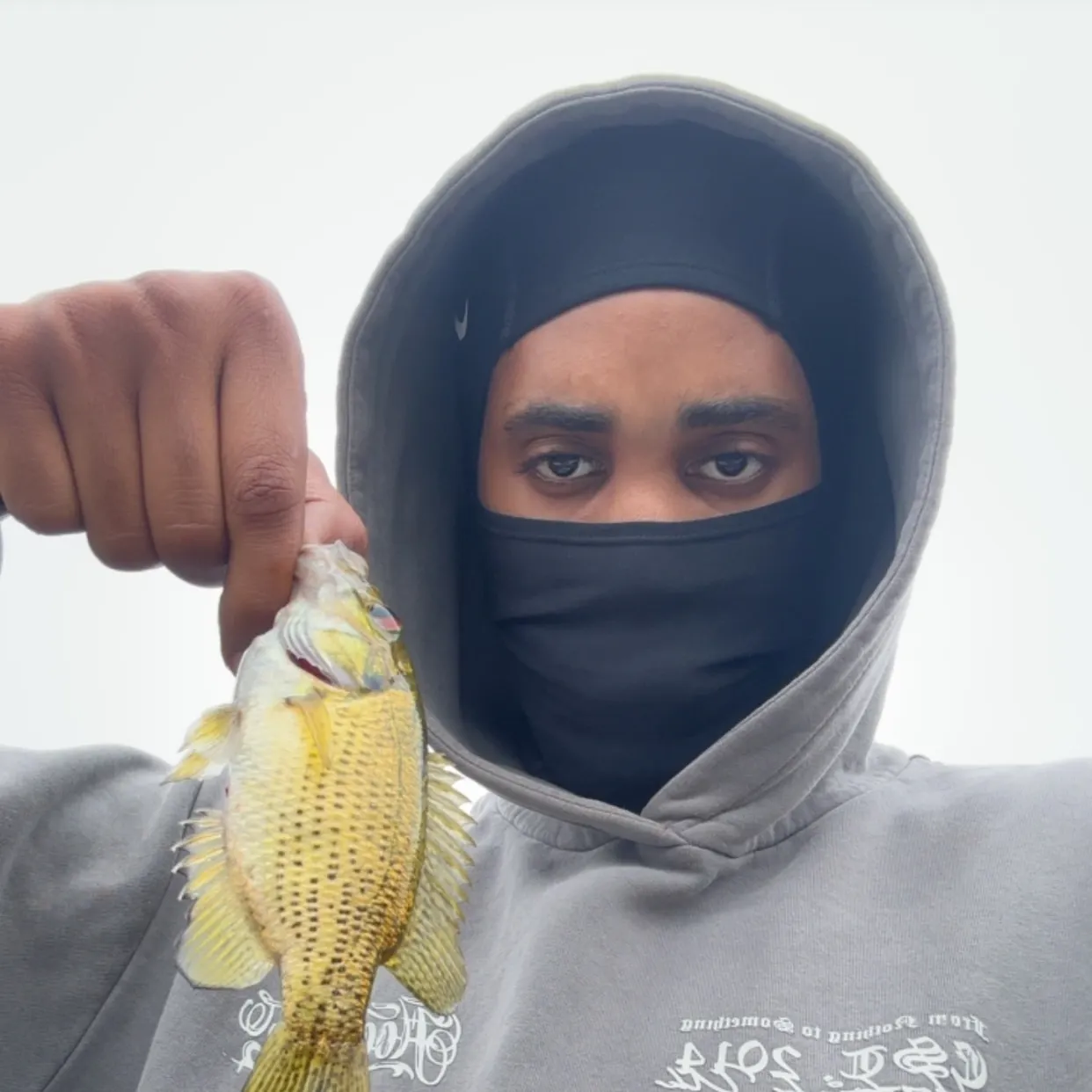 Rock bass caught on Fishbrain