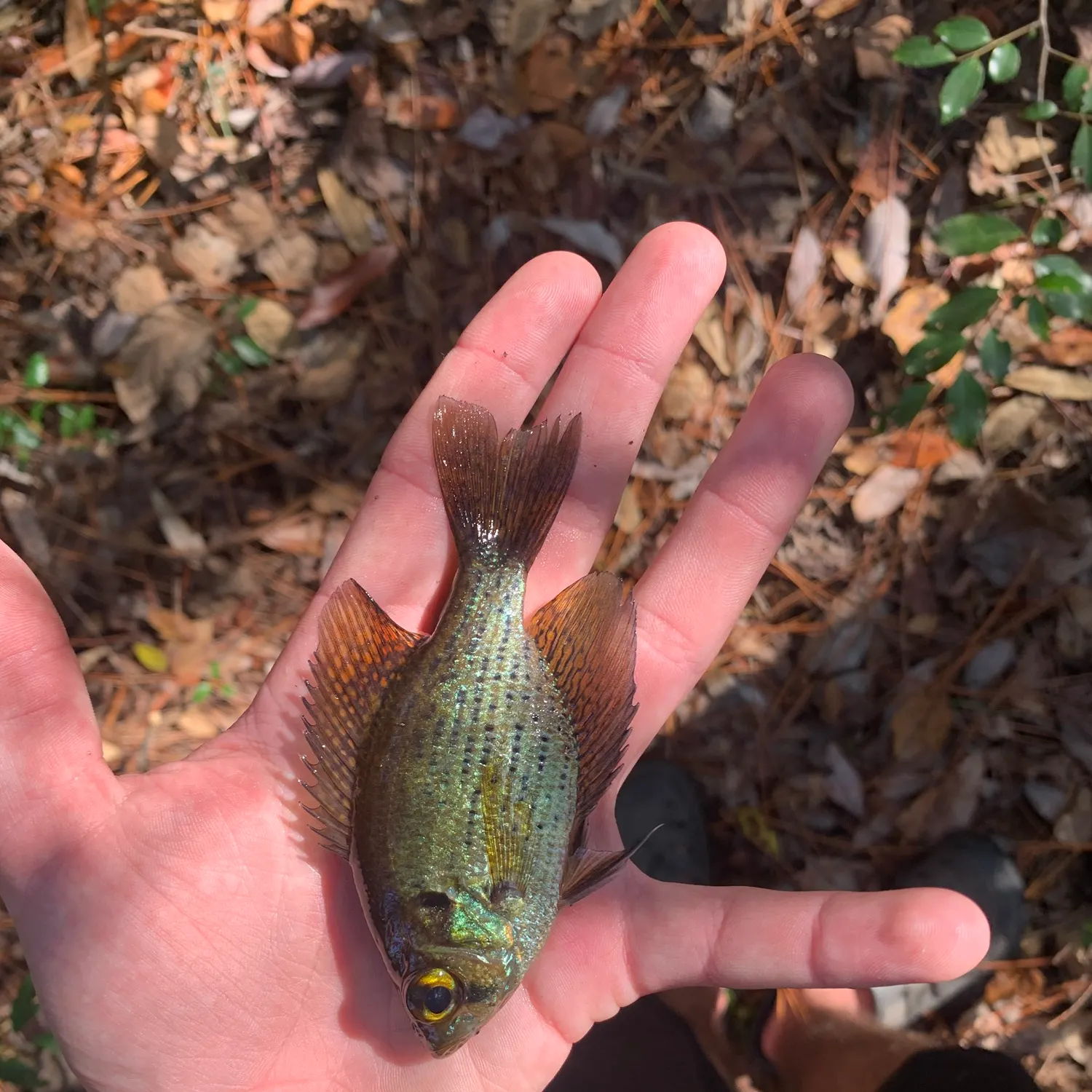 The most recent Flier catches on Fishbrain