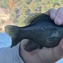Green sunfish caught on Fishbrain