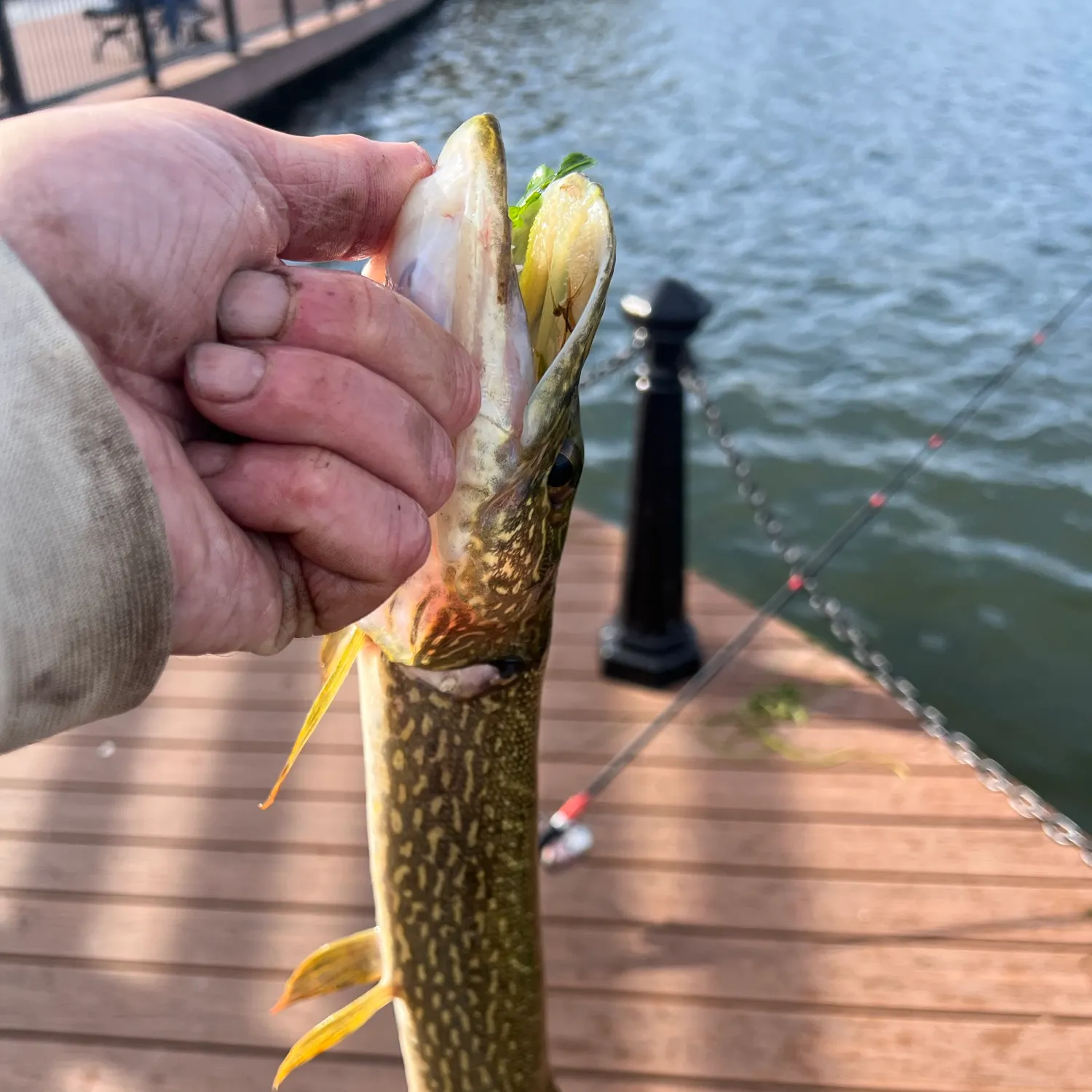 catch